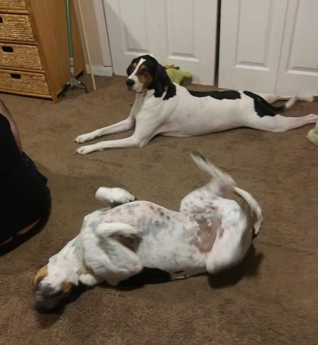 Zcaro and Bentley Zcaro and Bentley