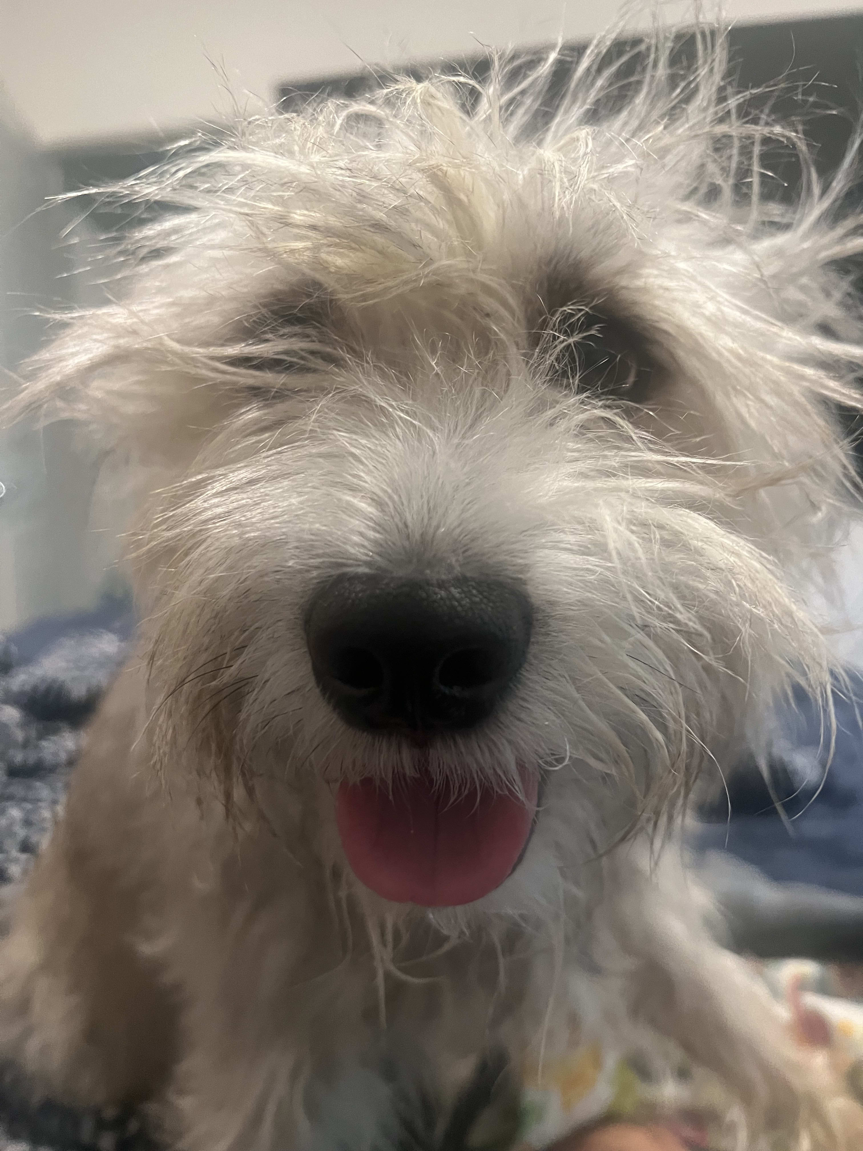 Koda