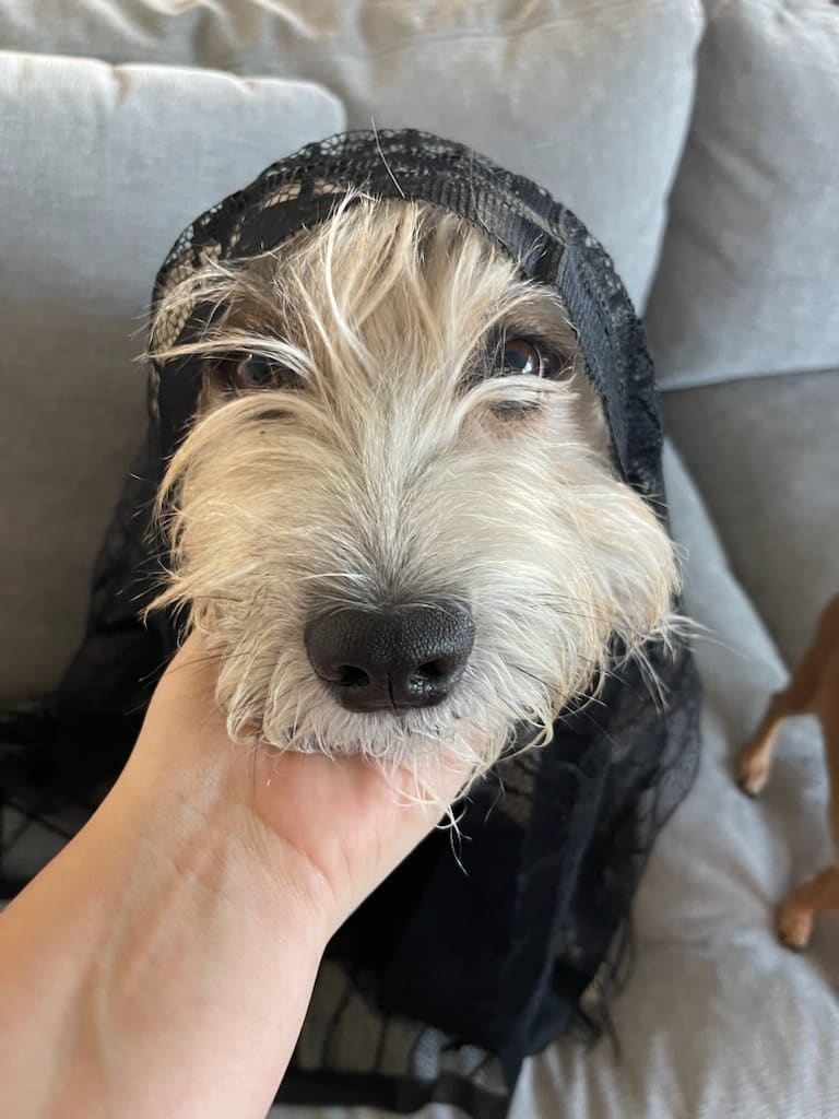 Koda