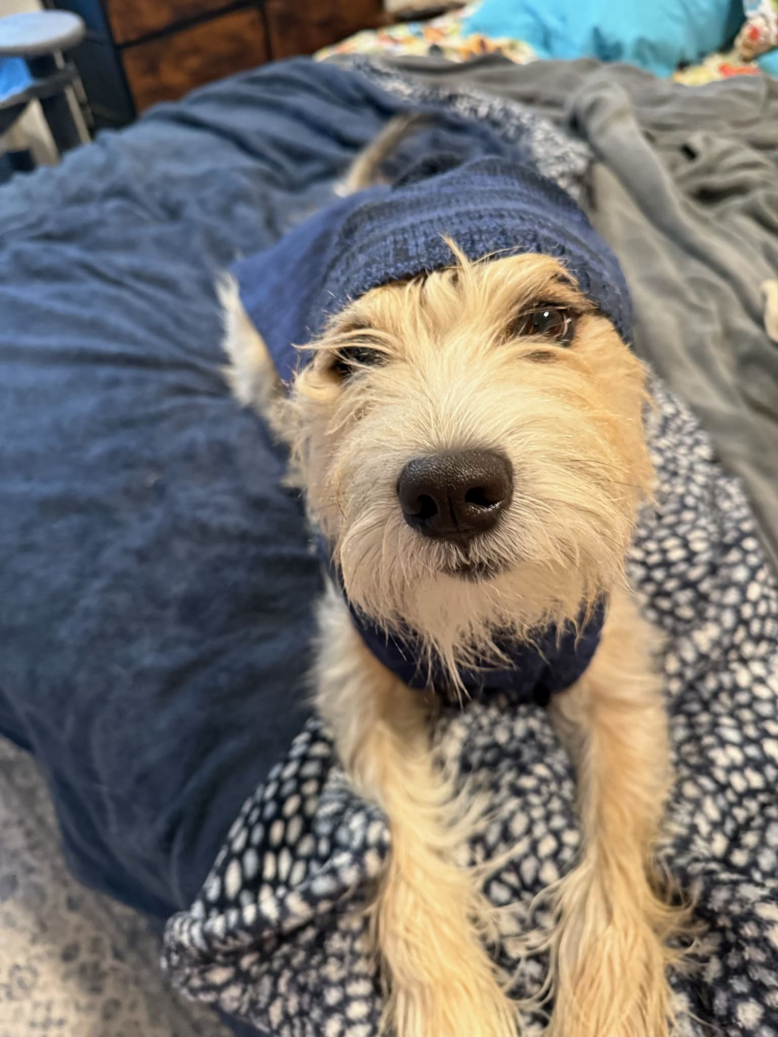 Koda