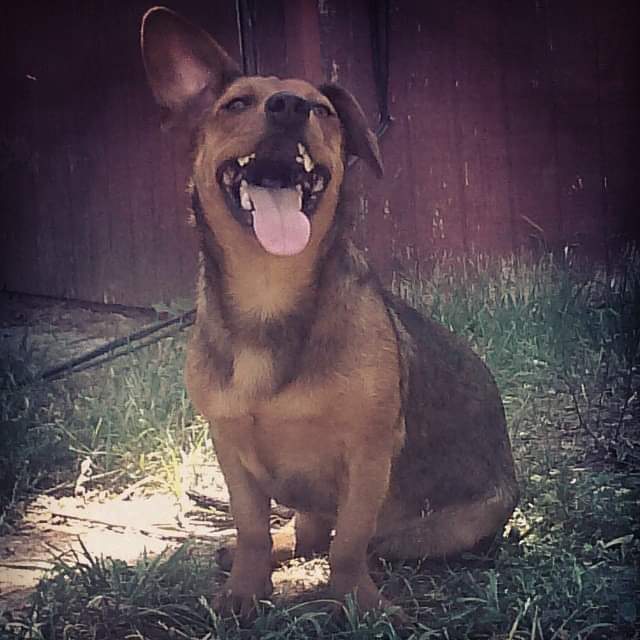 Rocky