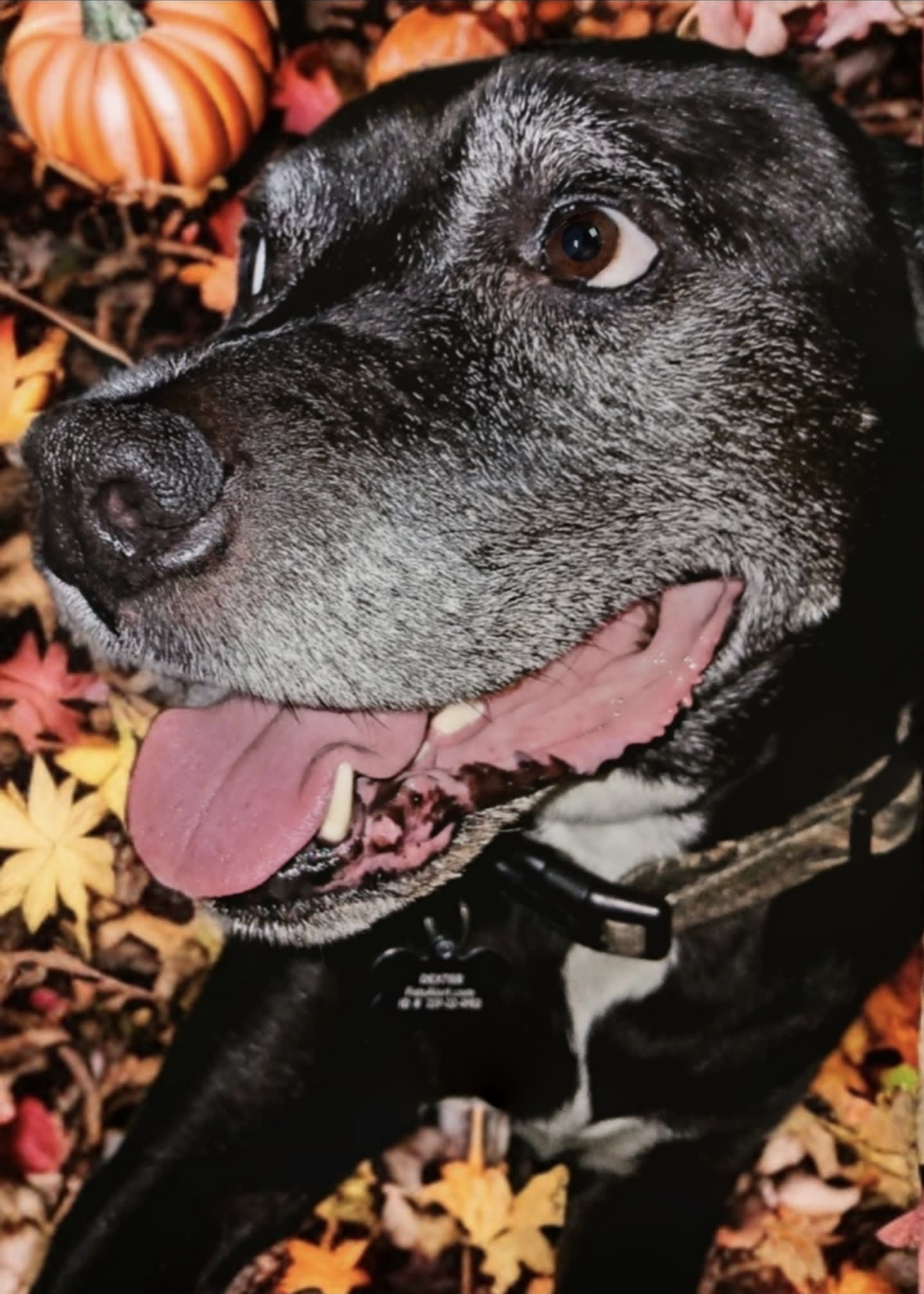 Dexter Dexter