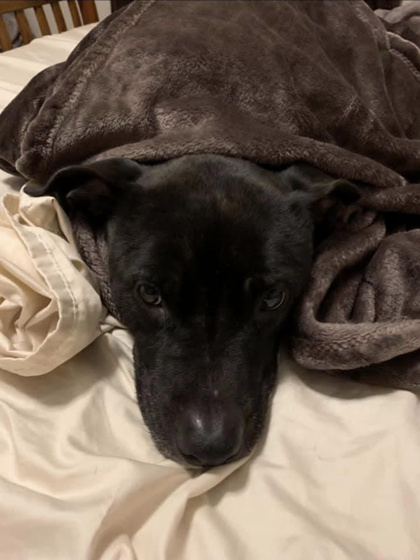 Dexter Dexter