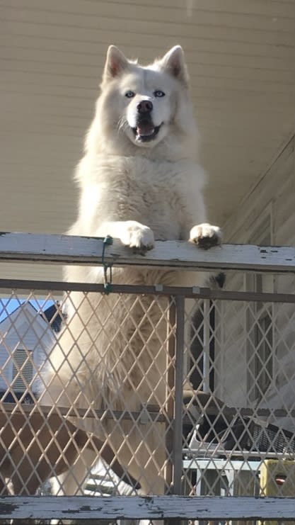 Bear Bear