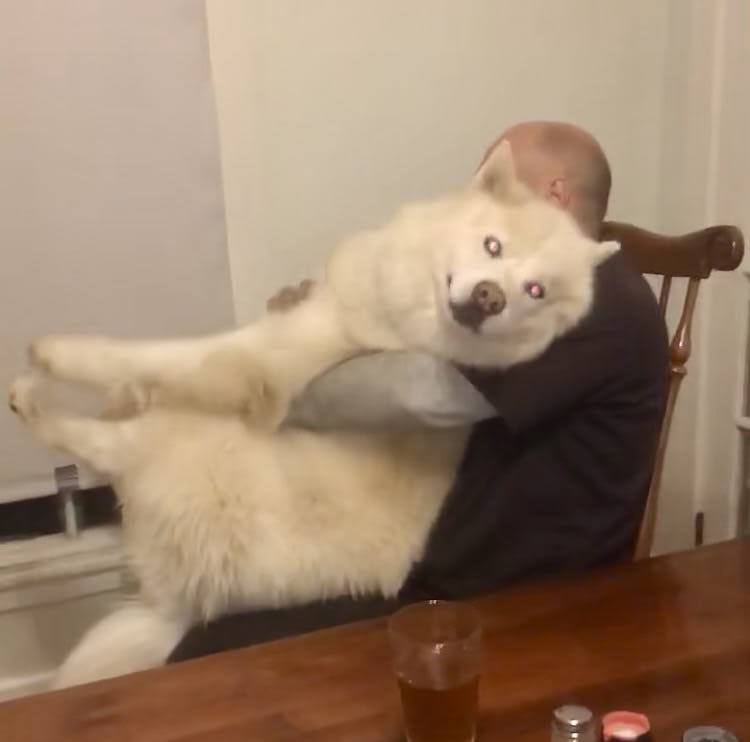 Bear Bear