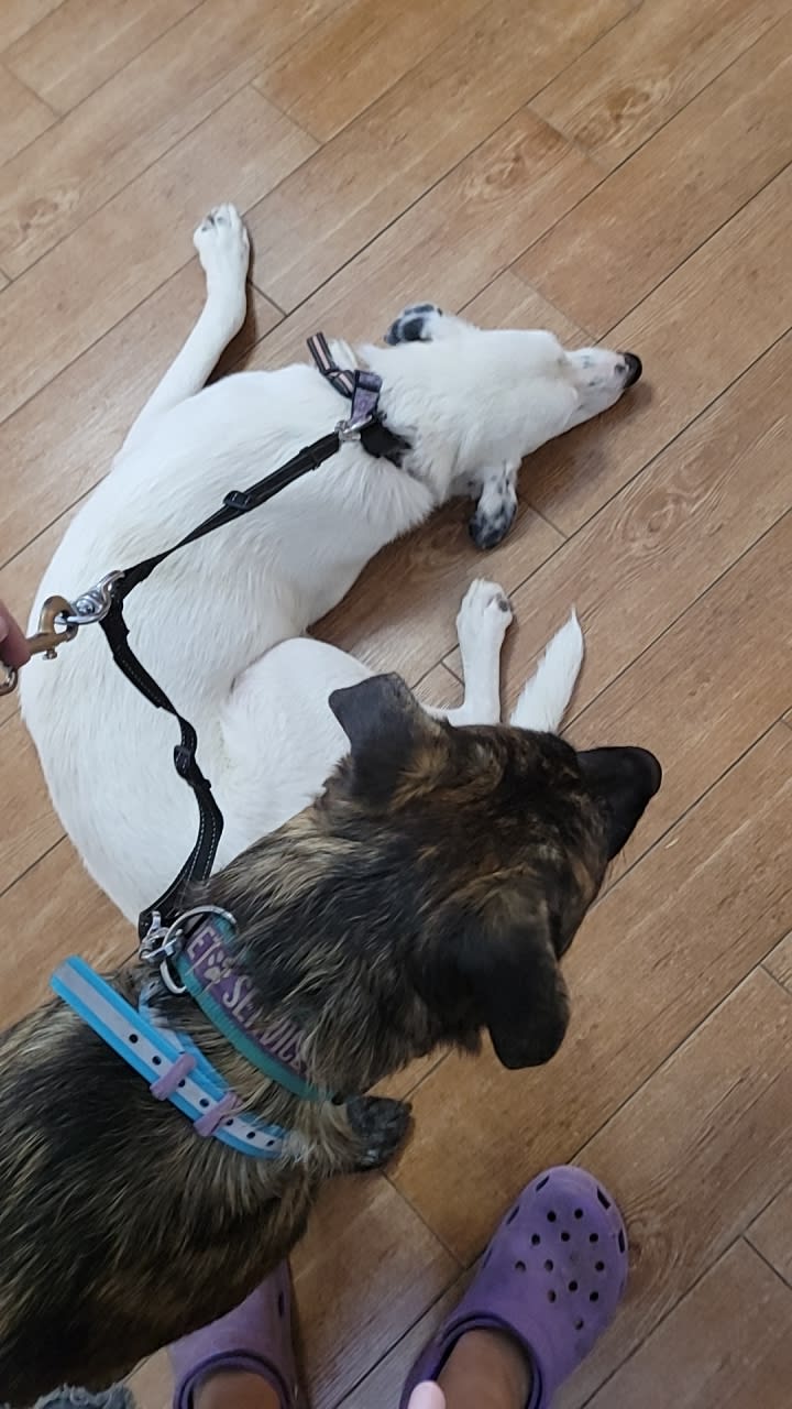 Opal and Brownie Opal and Brownie