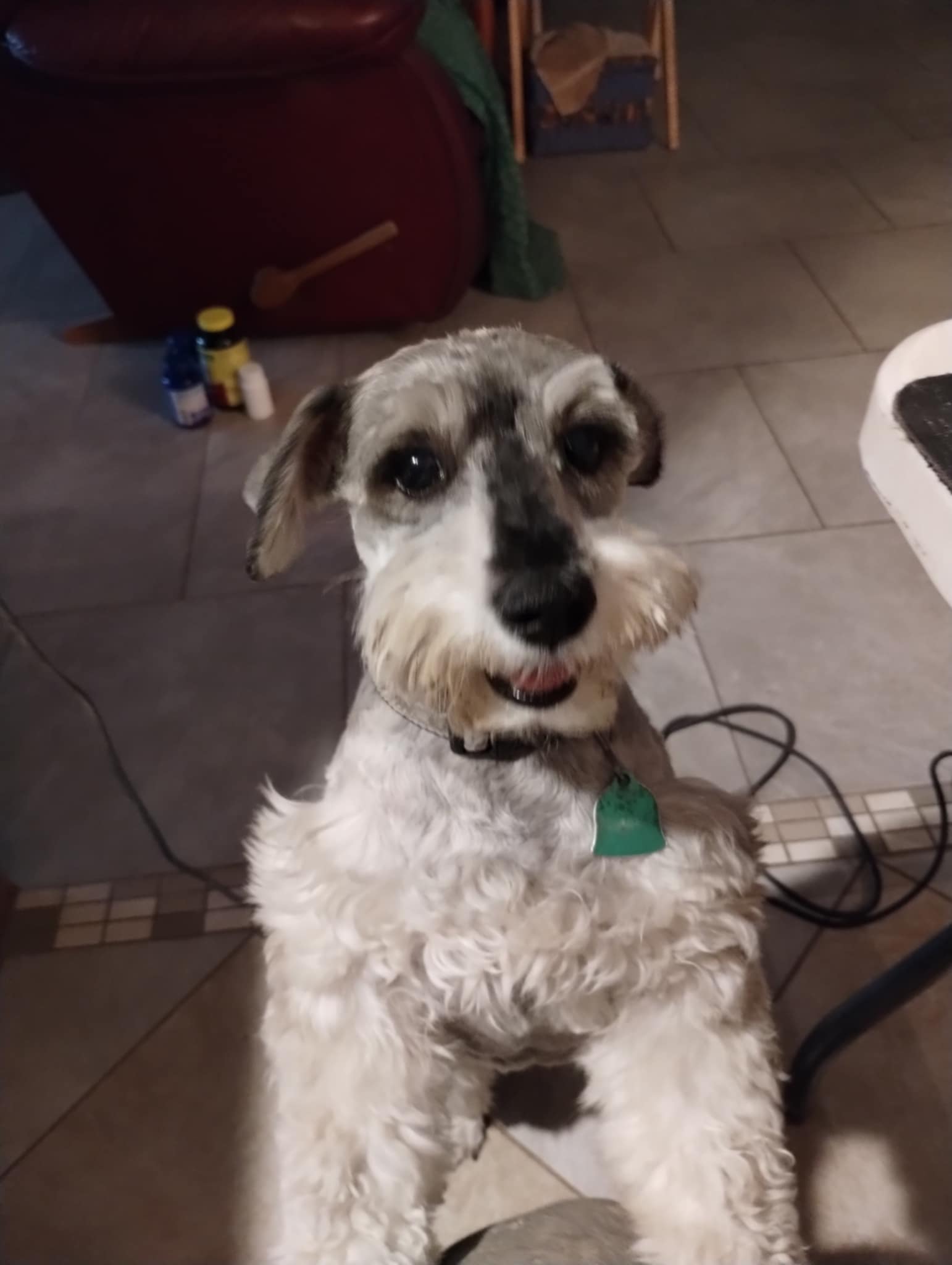 Poppy
