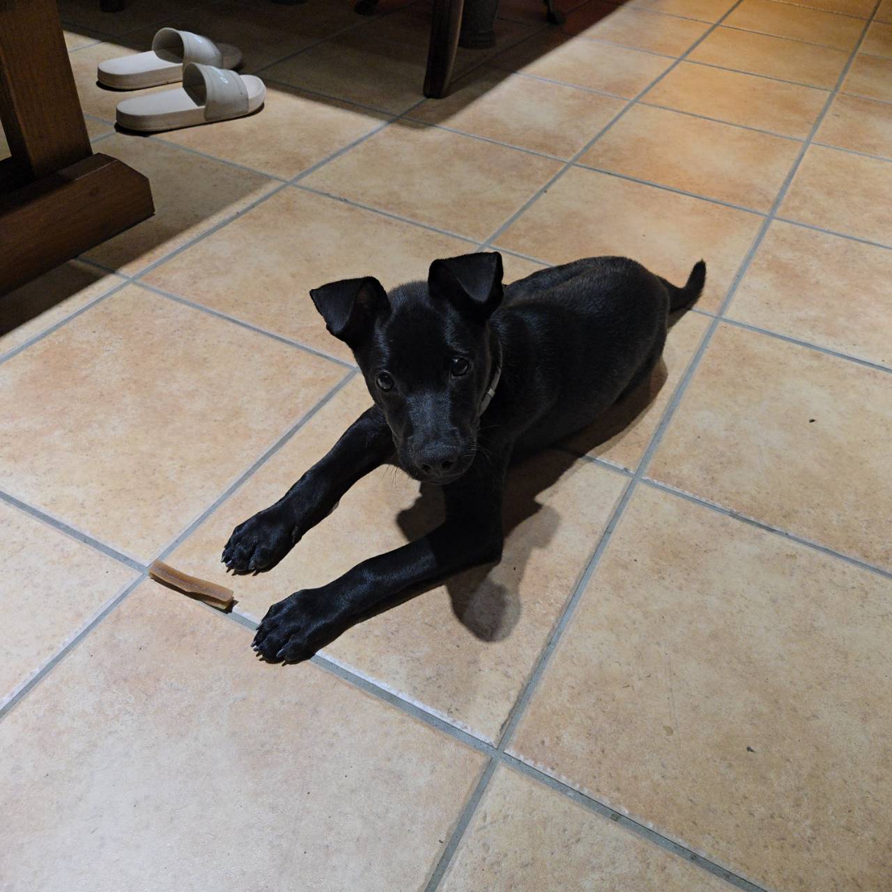 Bagel
