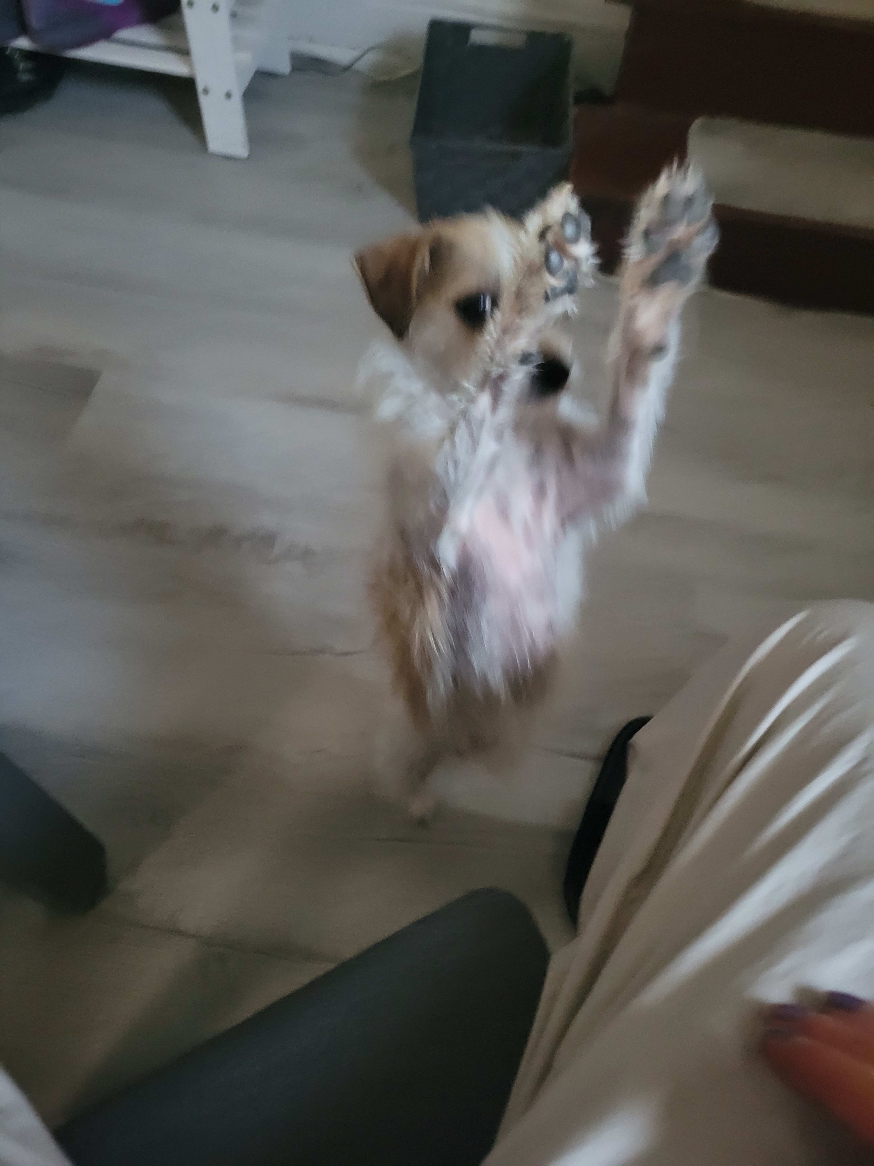 Cardi