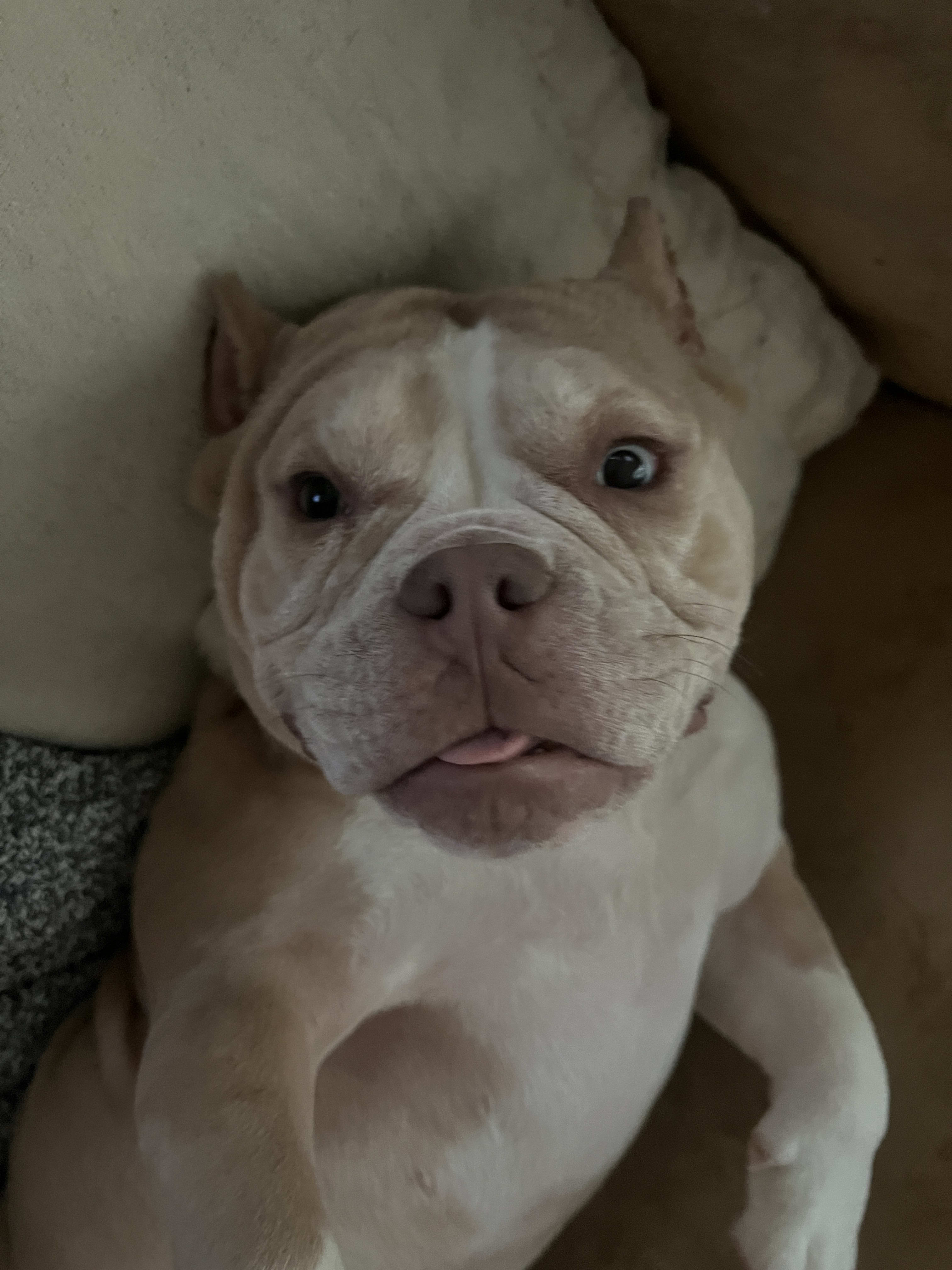 Cannoli Cannoli