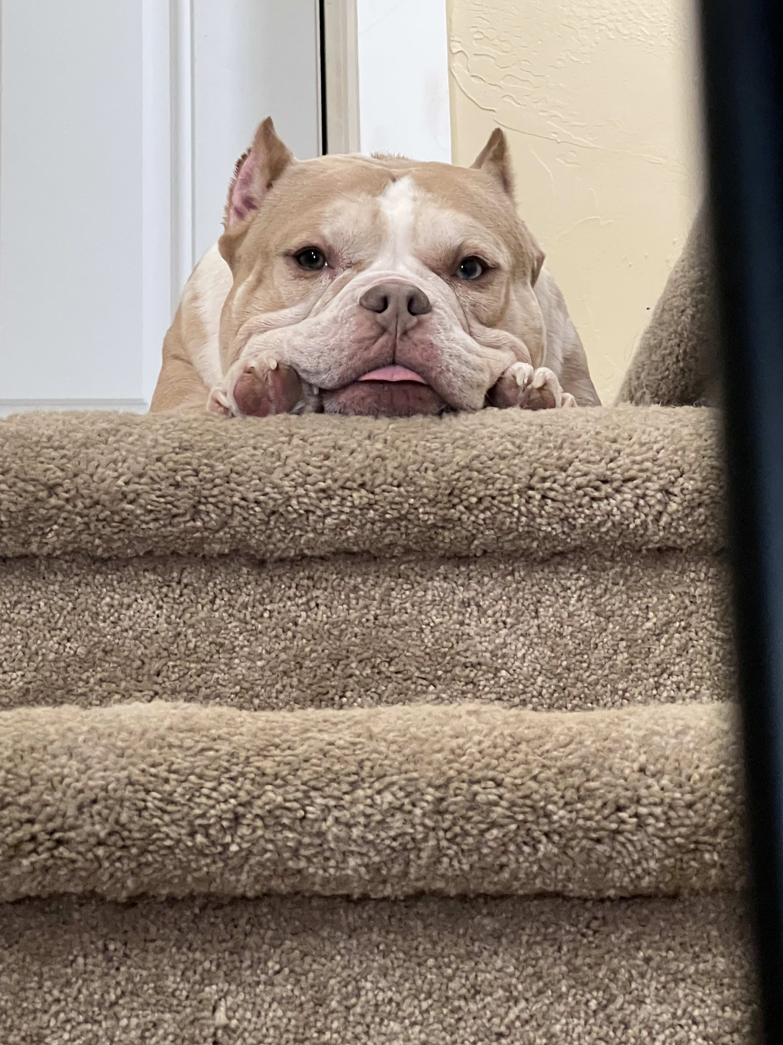 Cannoli Cannoli