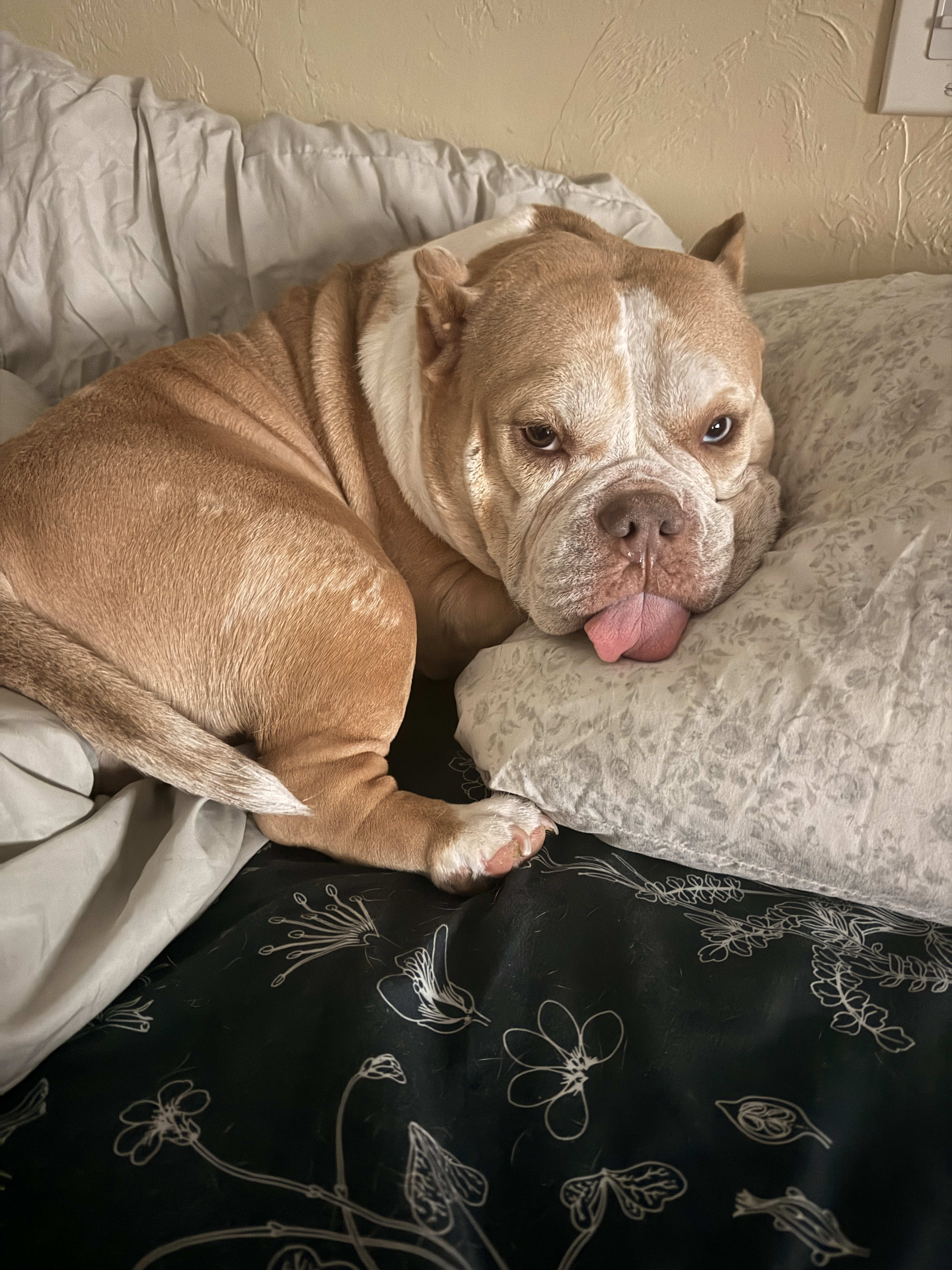 Cannoli Cannoli