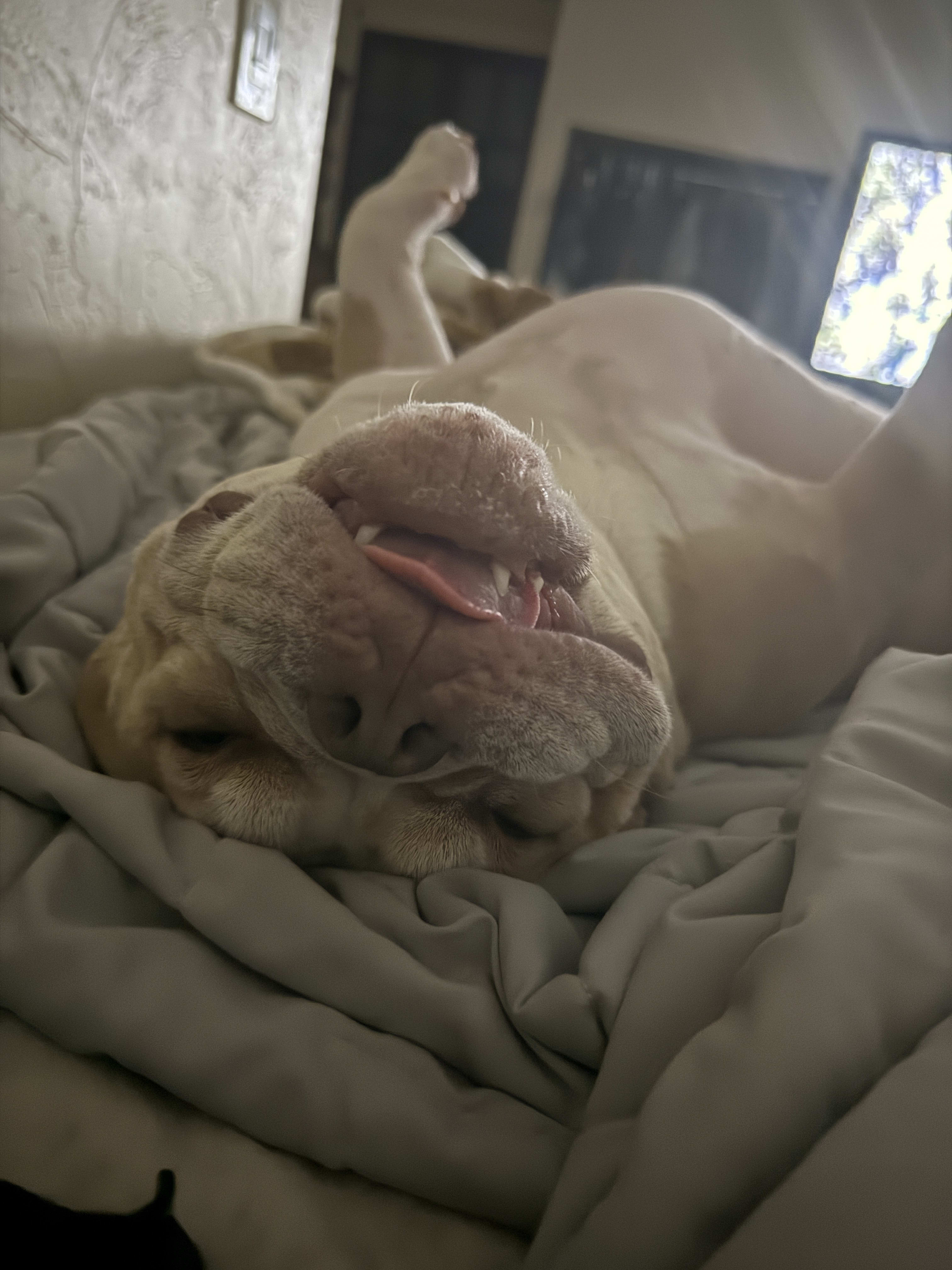 Cannoli Cannoli