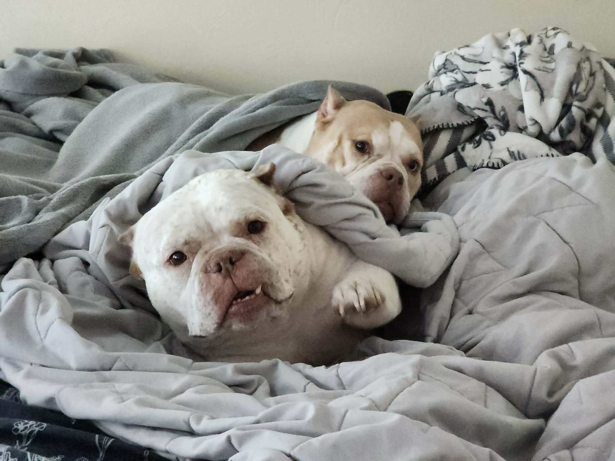 Cannoli Cannoli