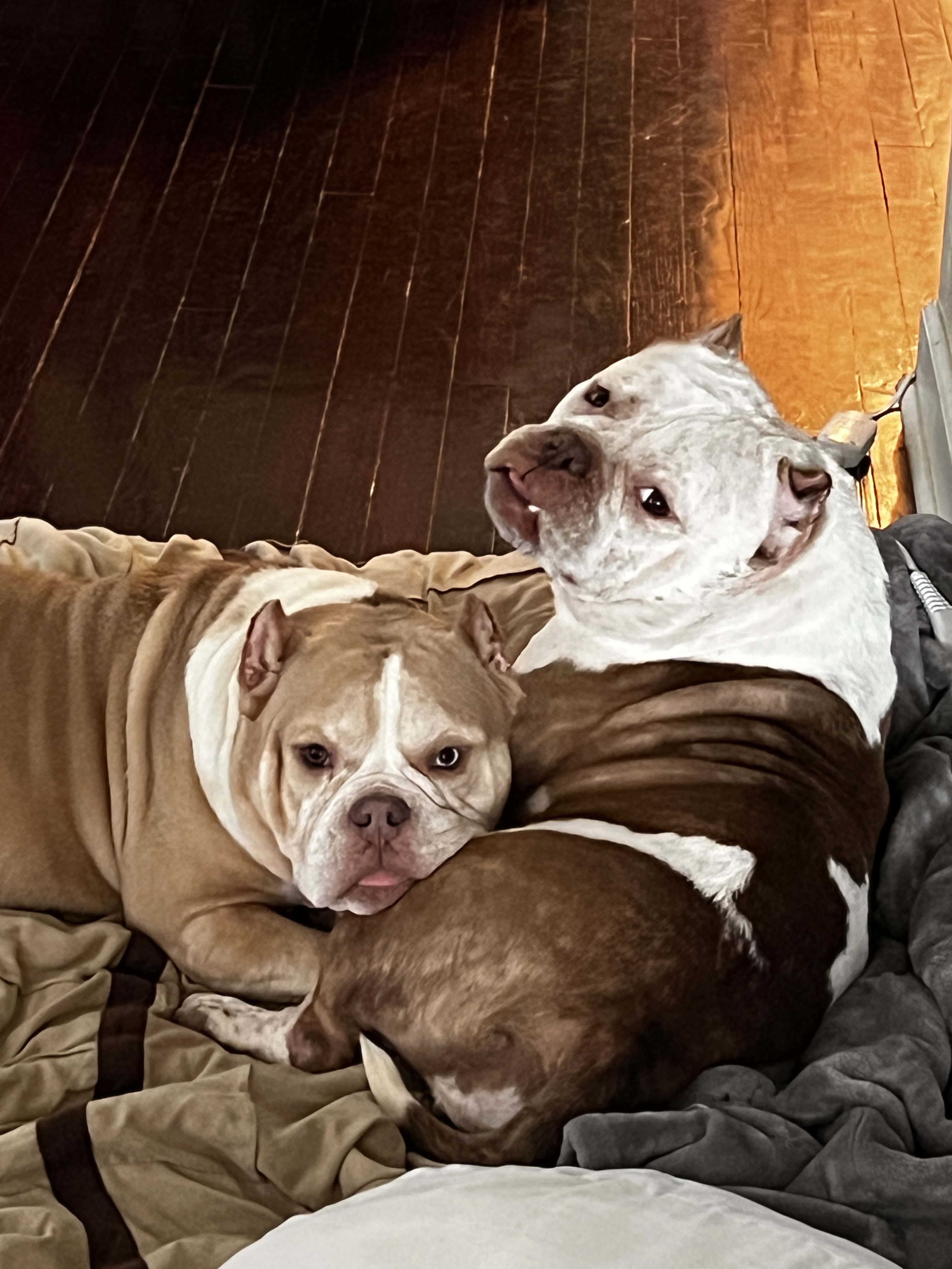 Cannoli Cannoli
