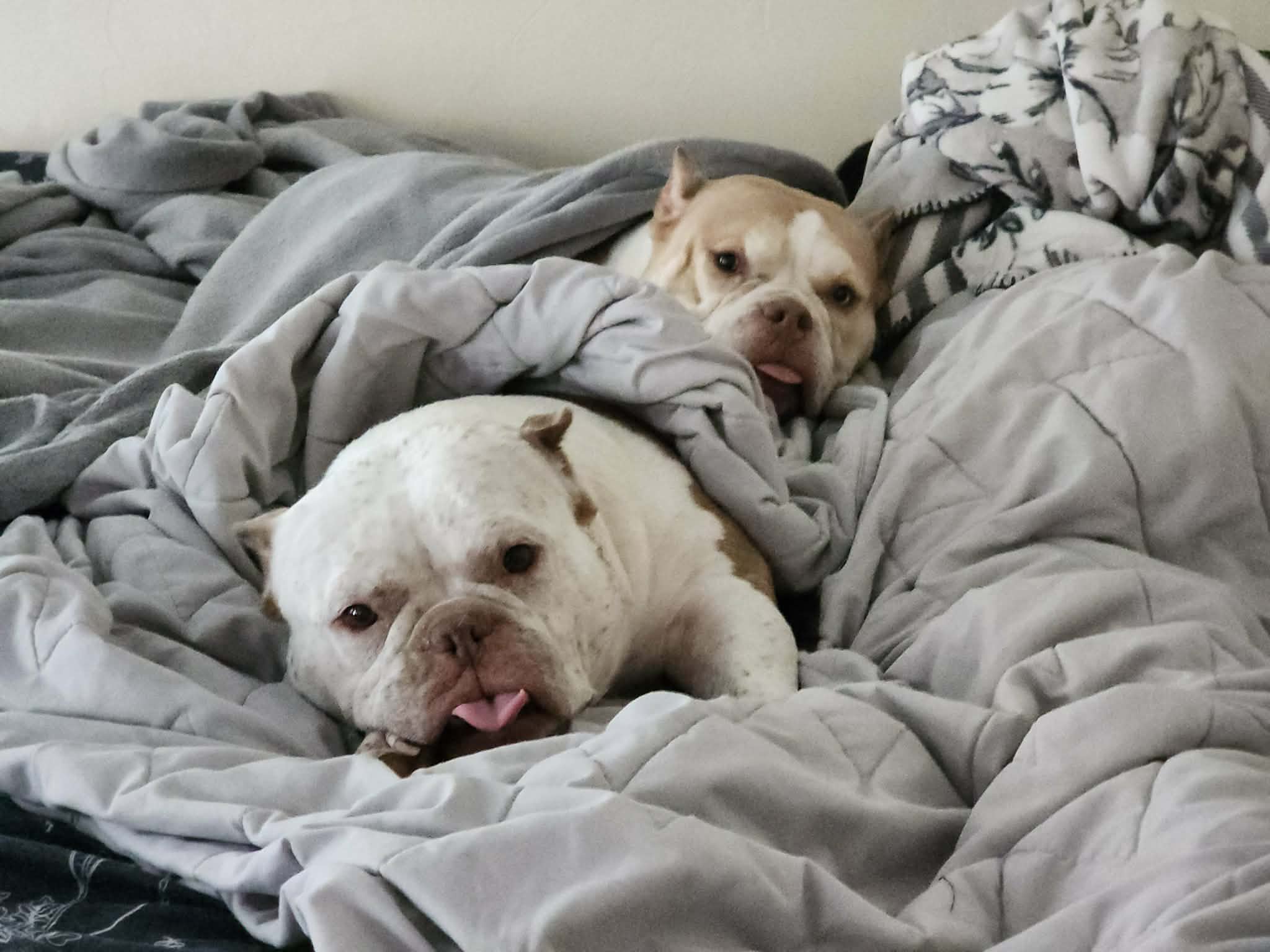 Cannoli Cannoli
