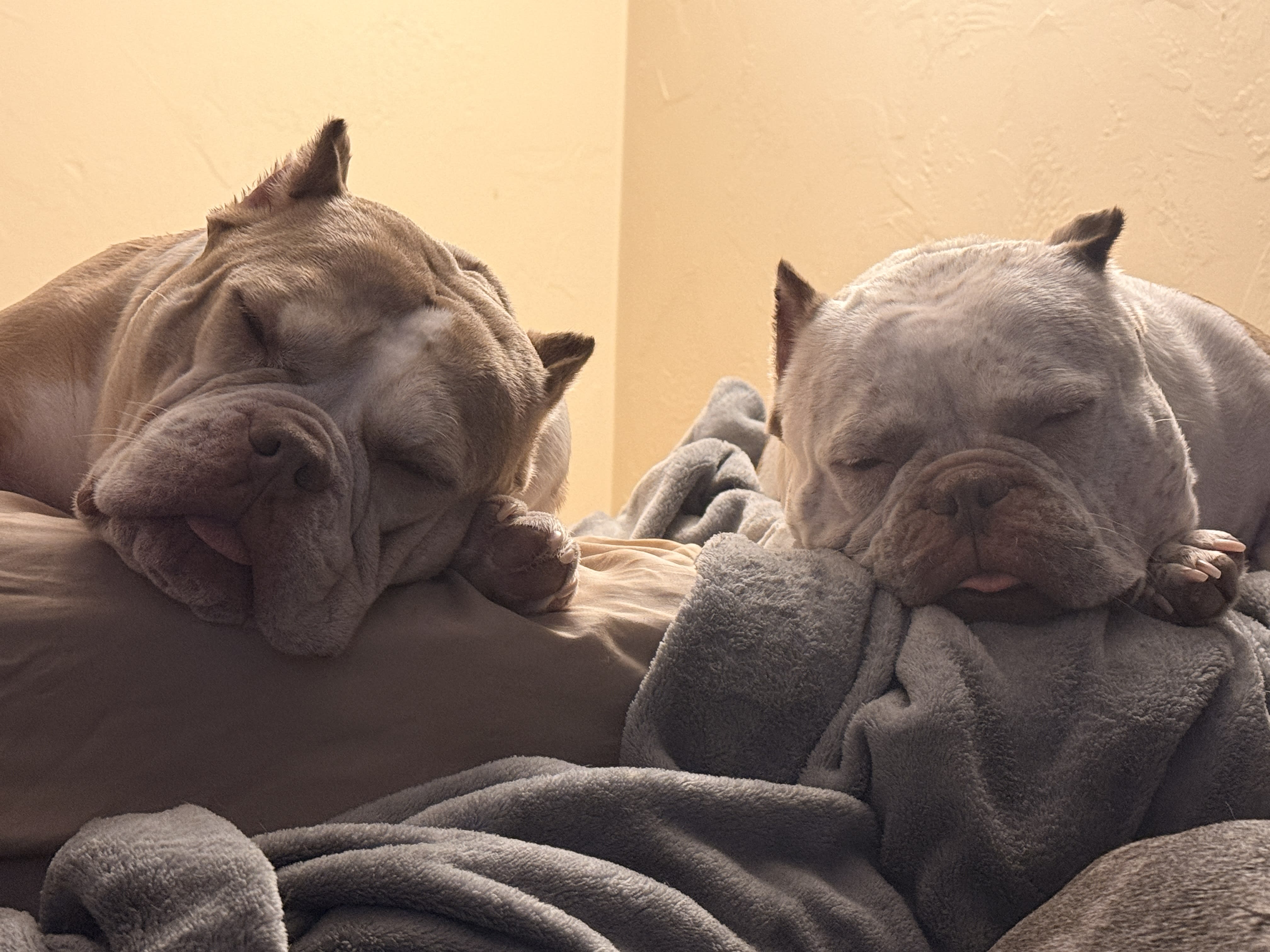 Cannoli Cannoli