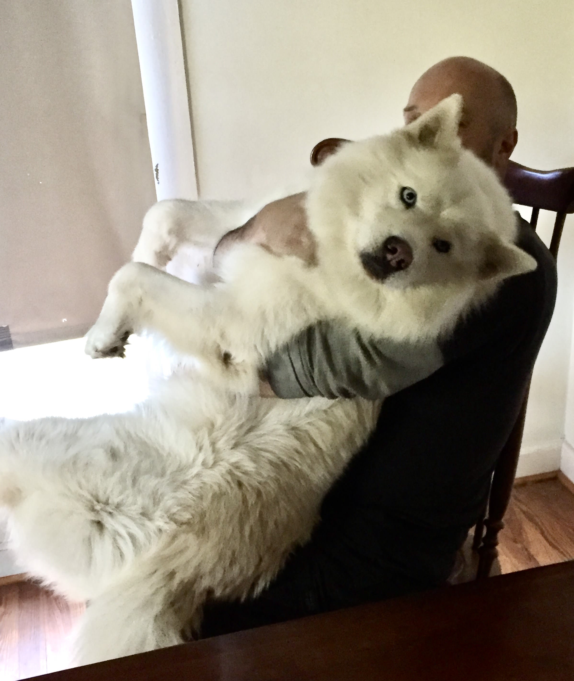 Bear Bear