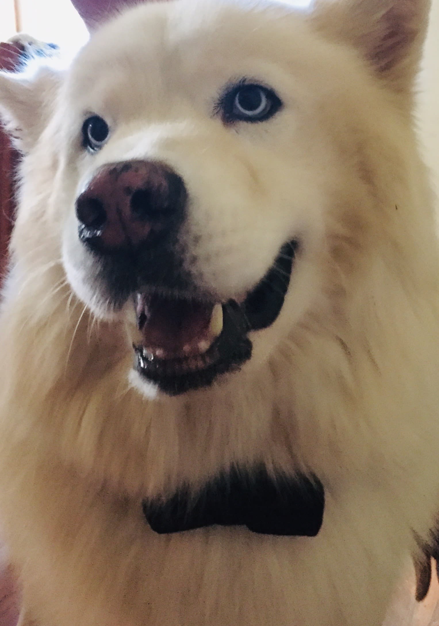 Bear Bear