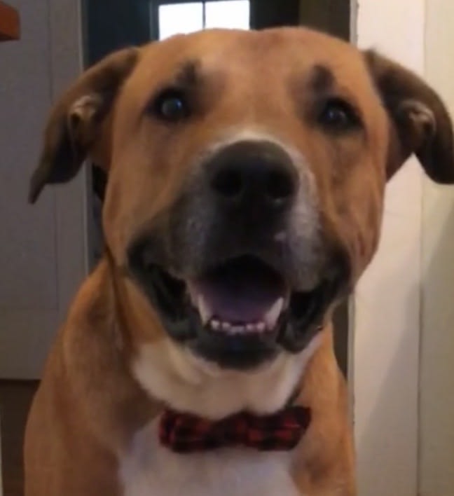 Chief
