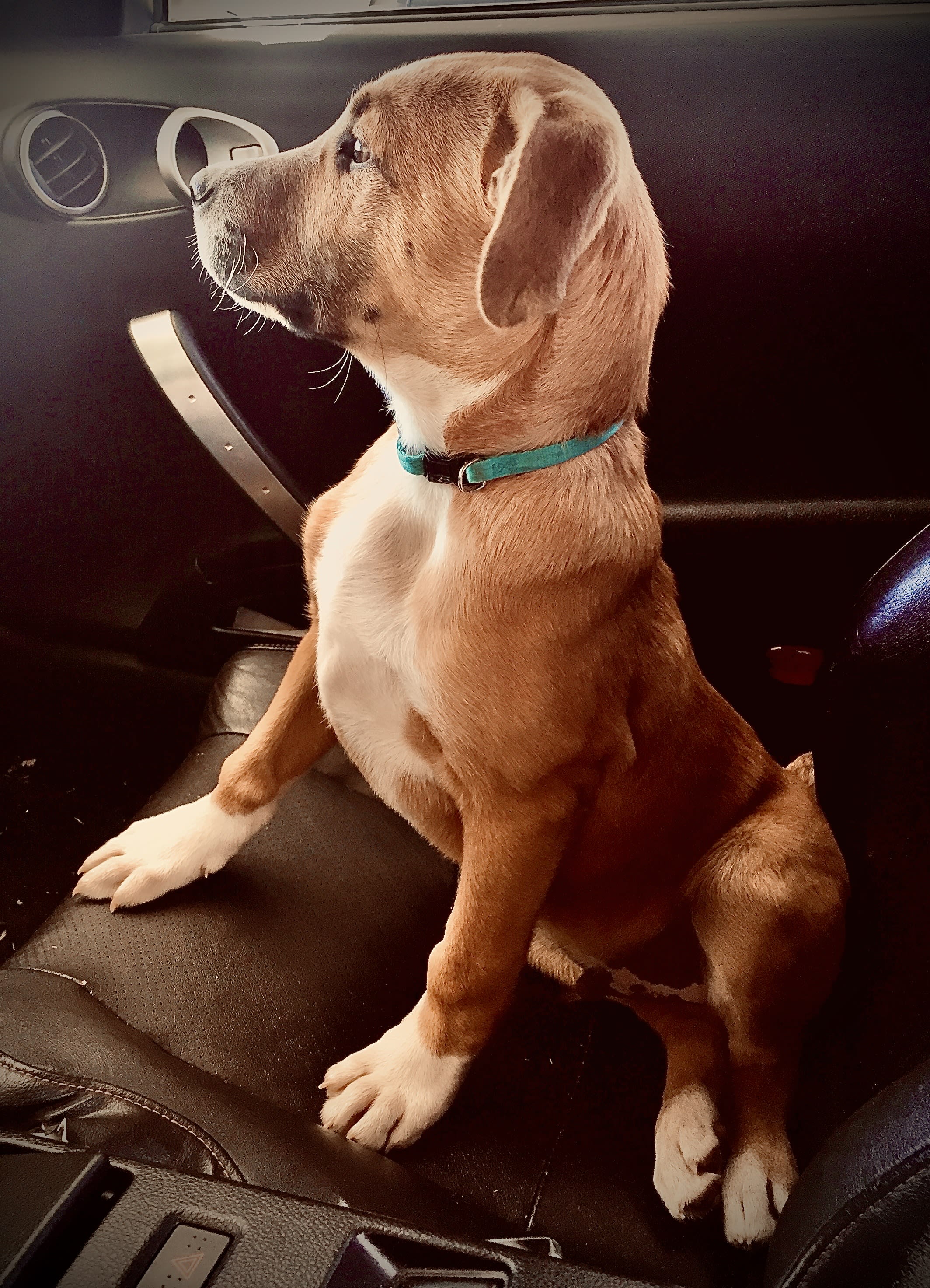 Chief