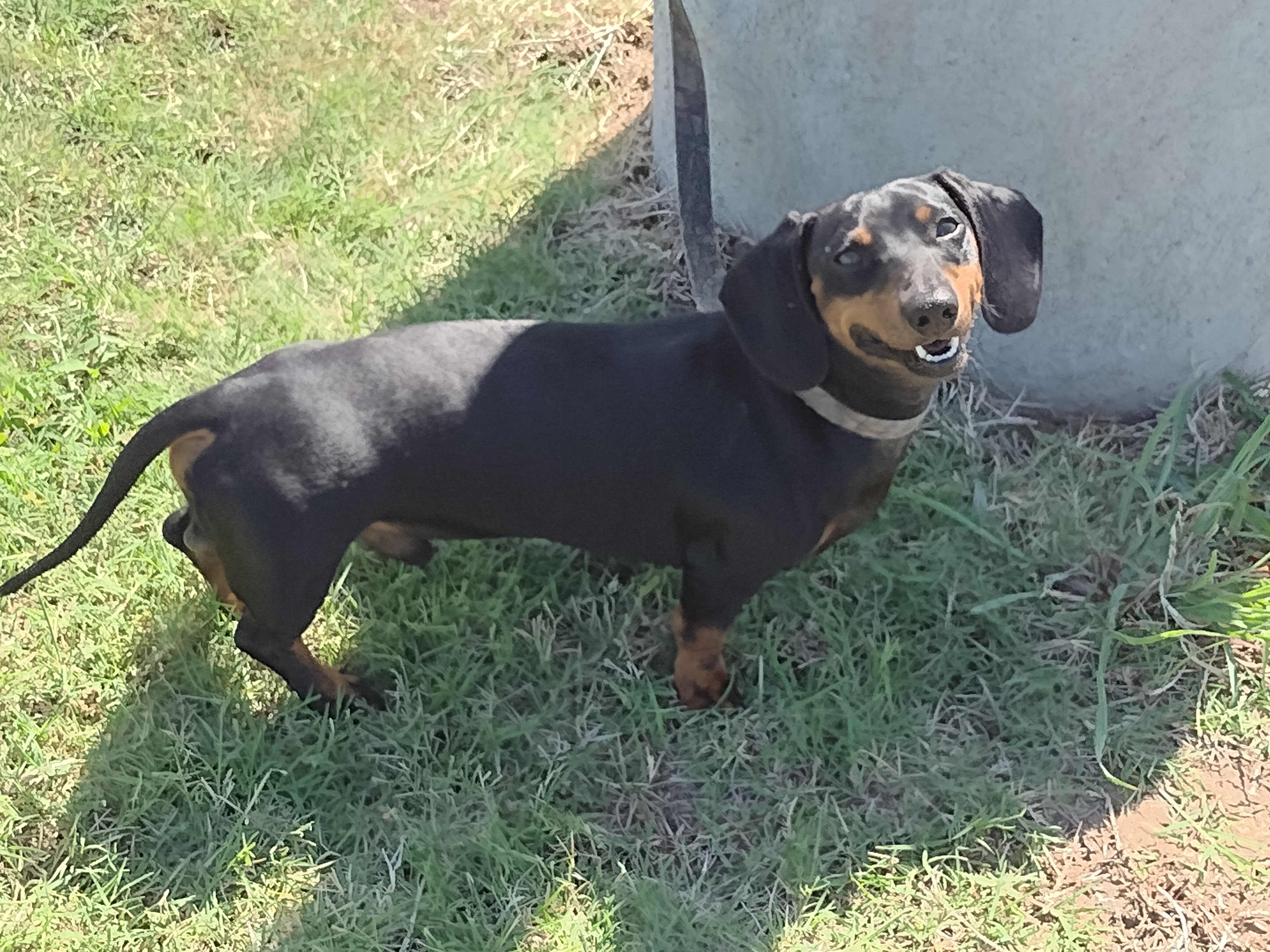 Rex