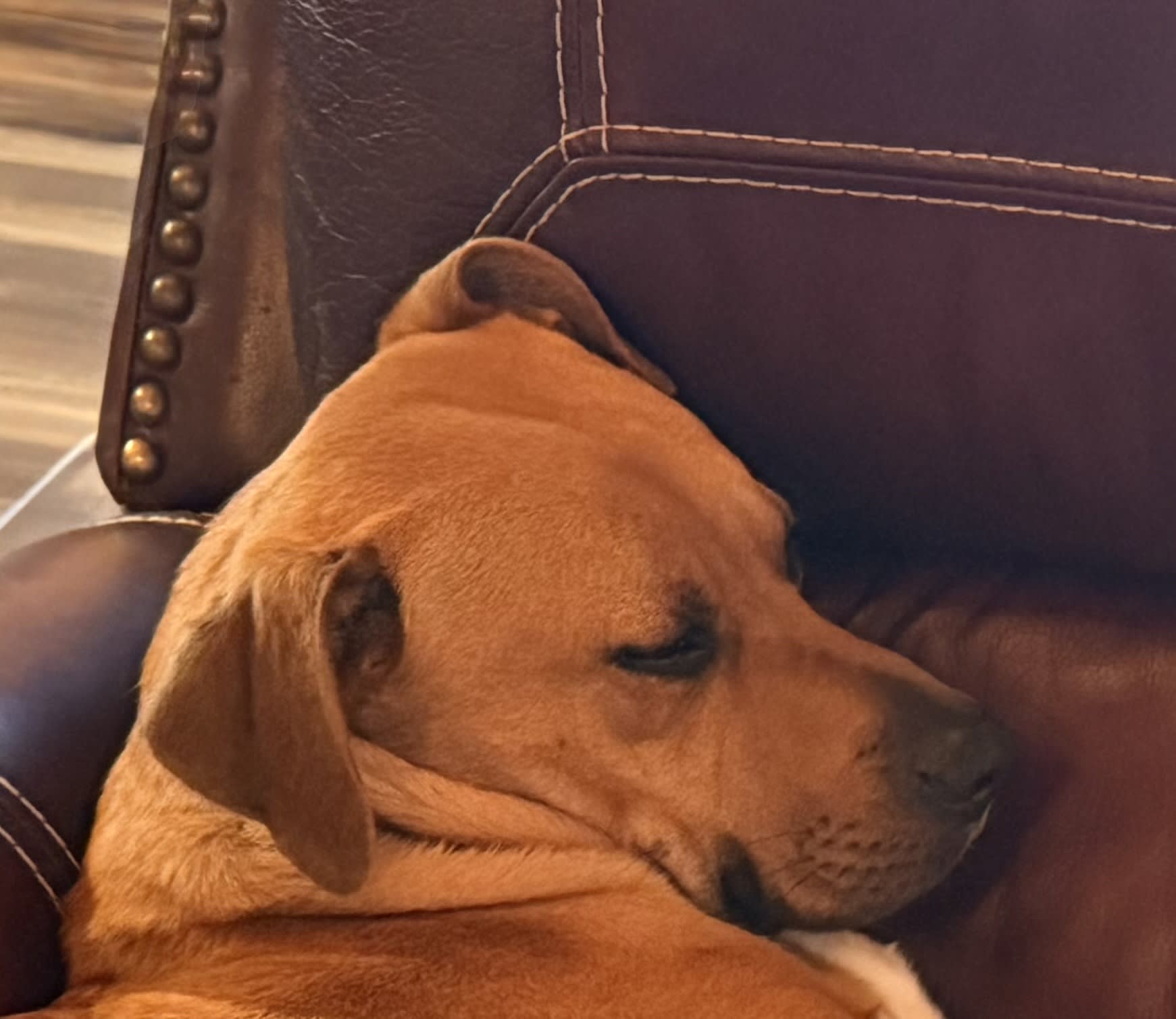 Odie
