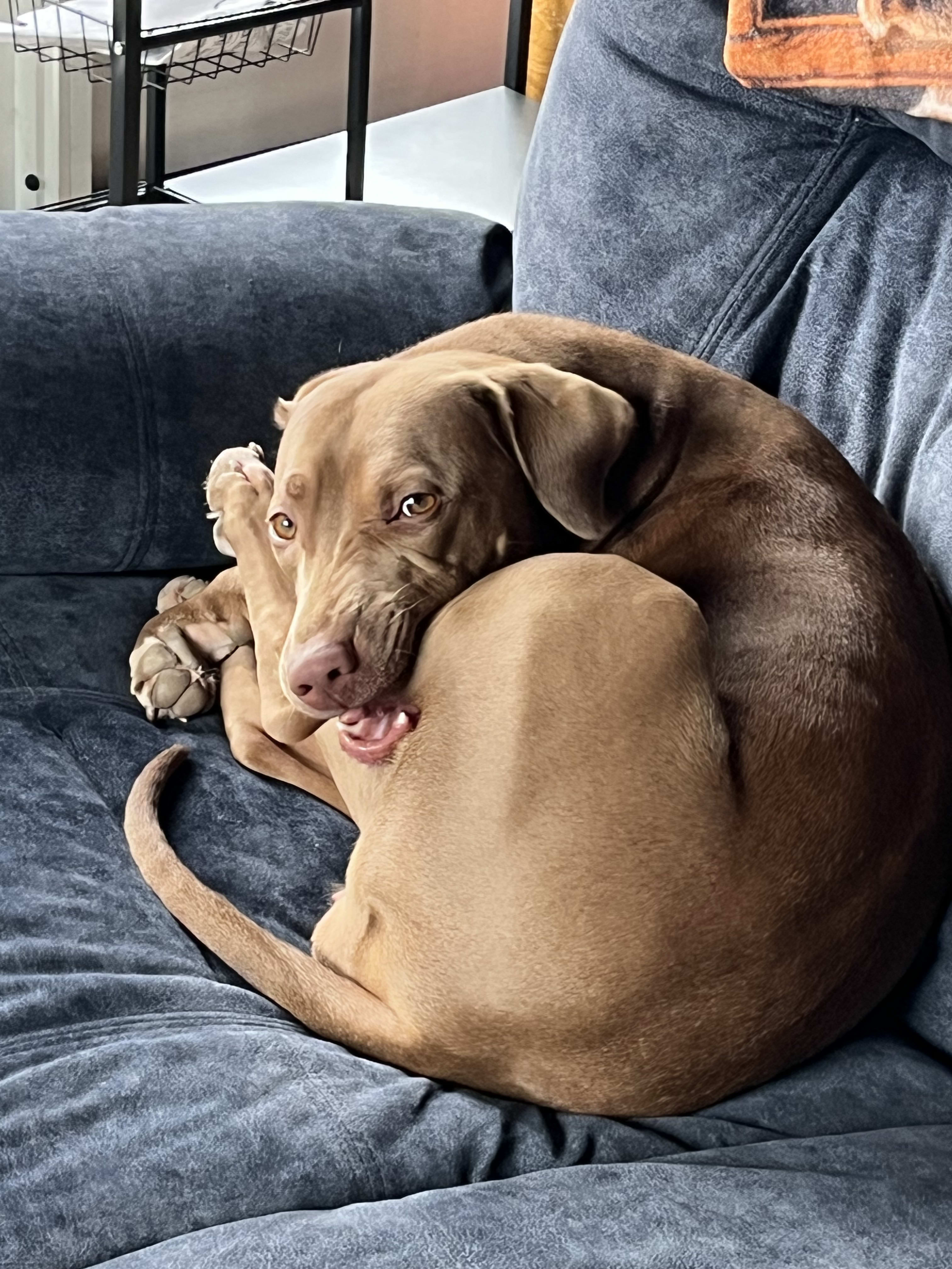 Fawn Fawn