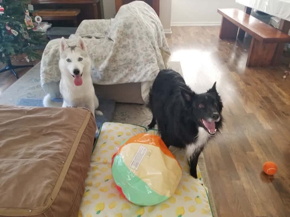 Nala and Kira