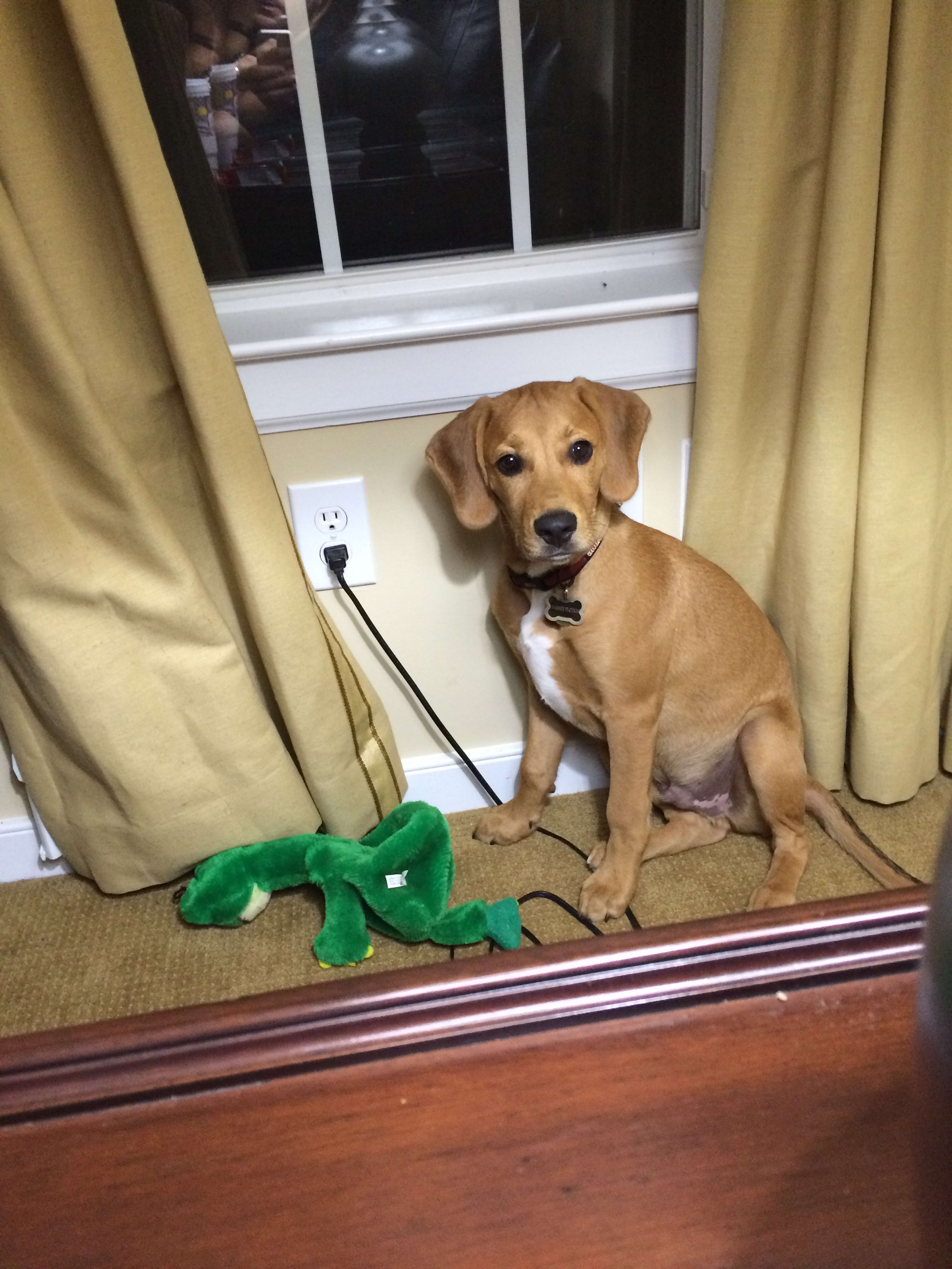 Barney_ Peanut _ Bernal