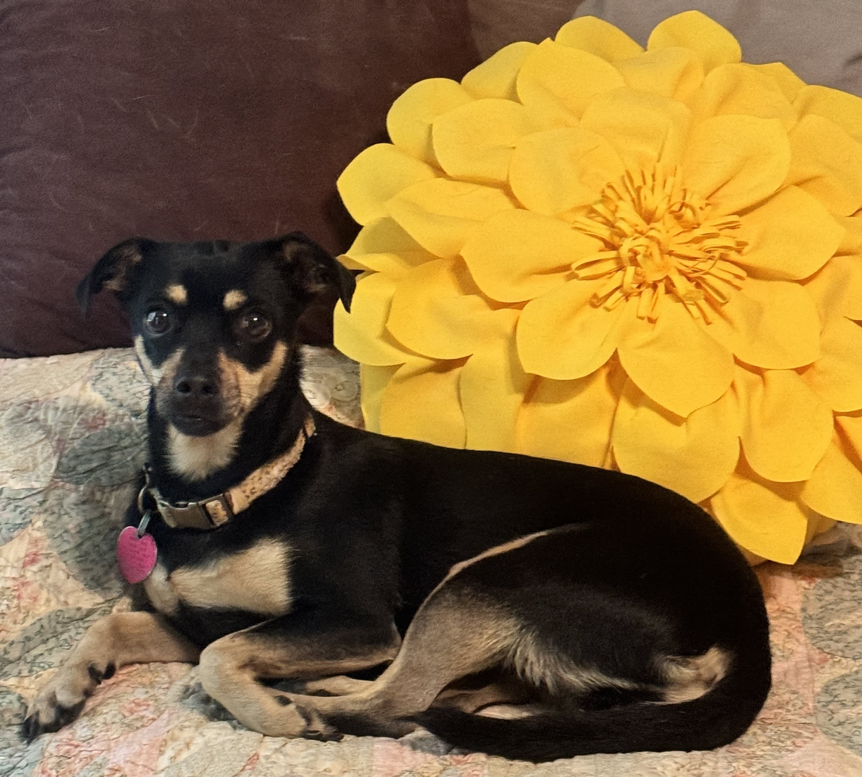 Maggie Mae