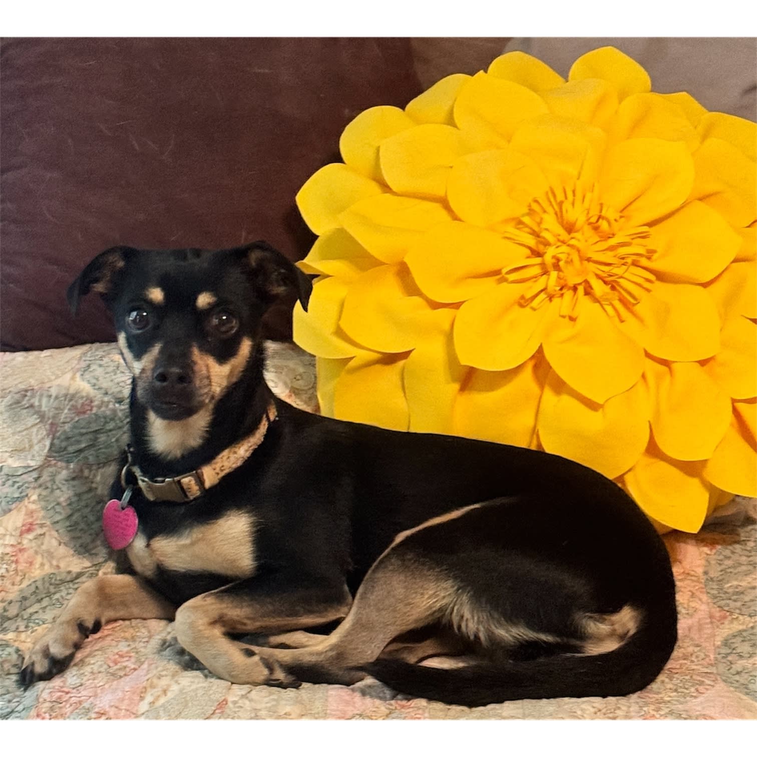 Maggie Mae