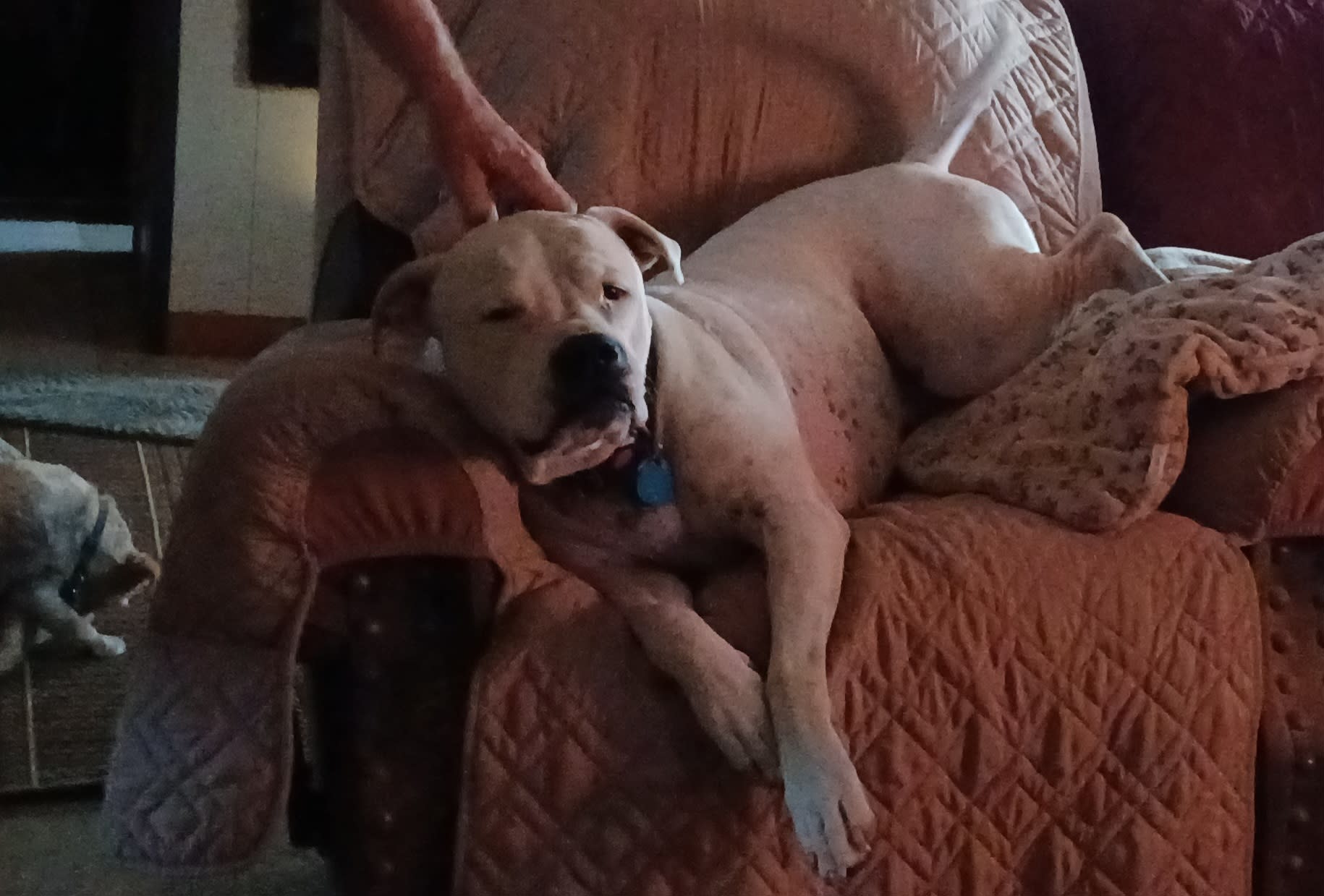 Loki