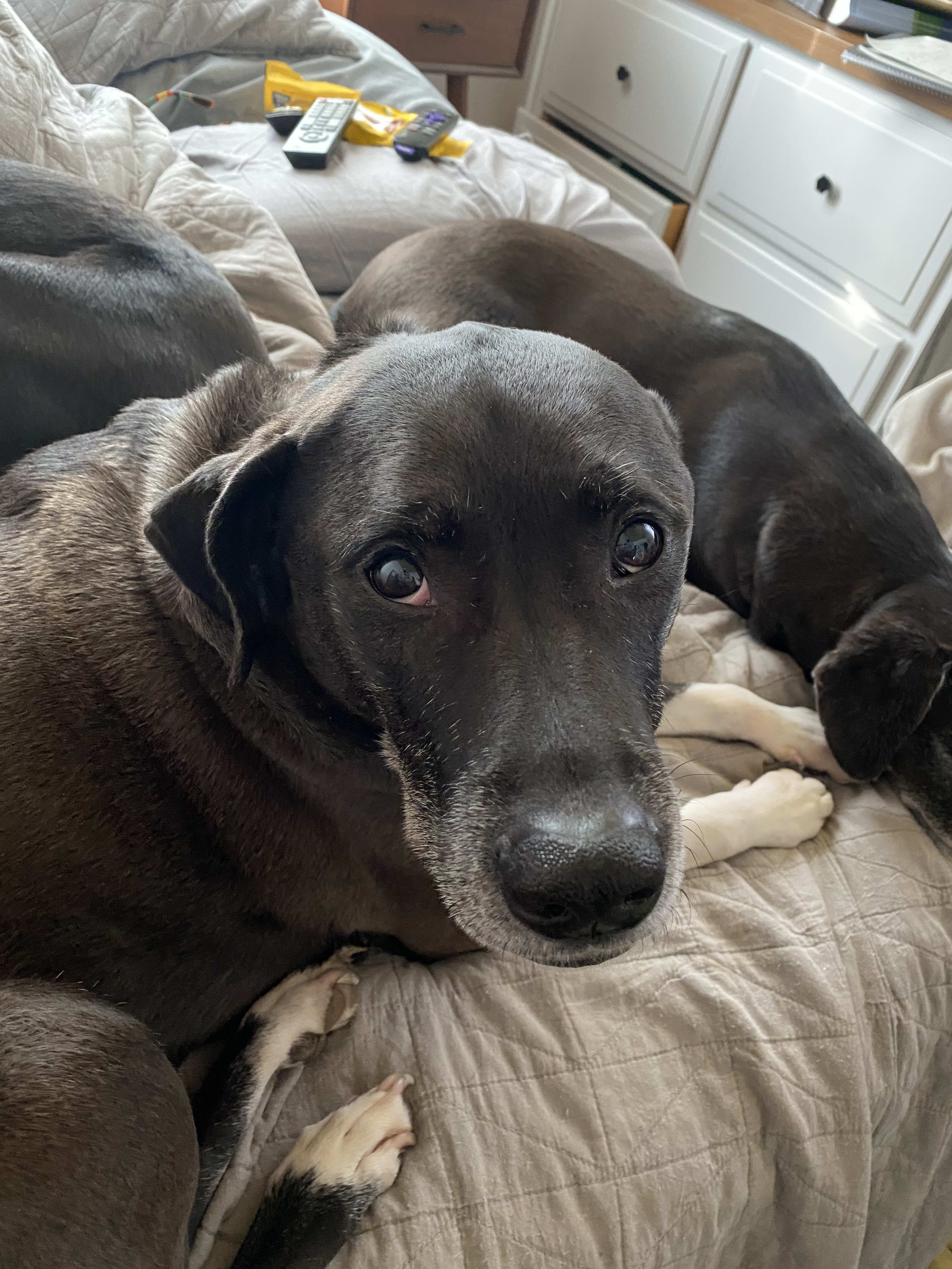 Nova