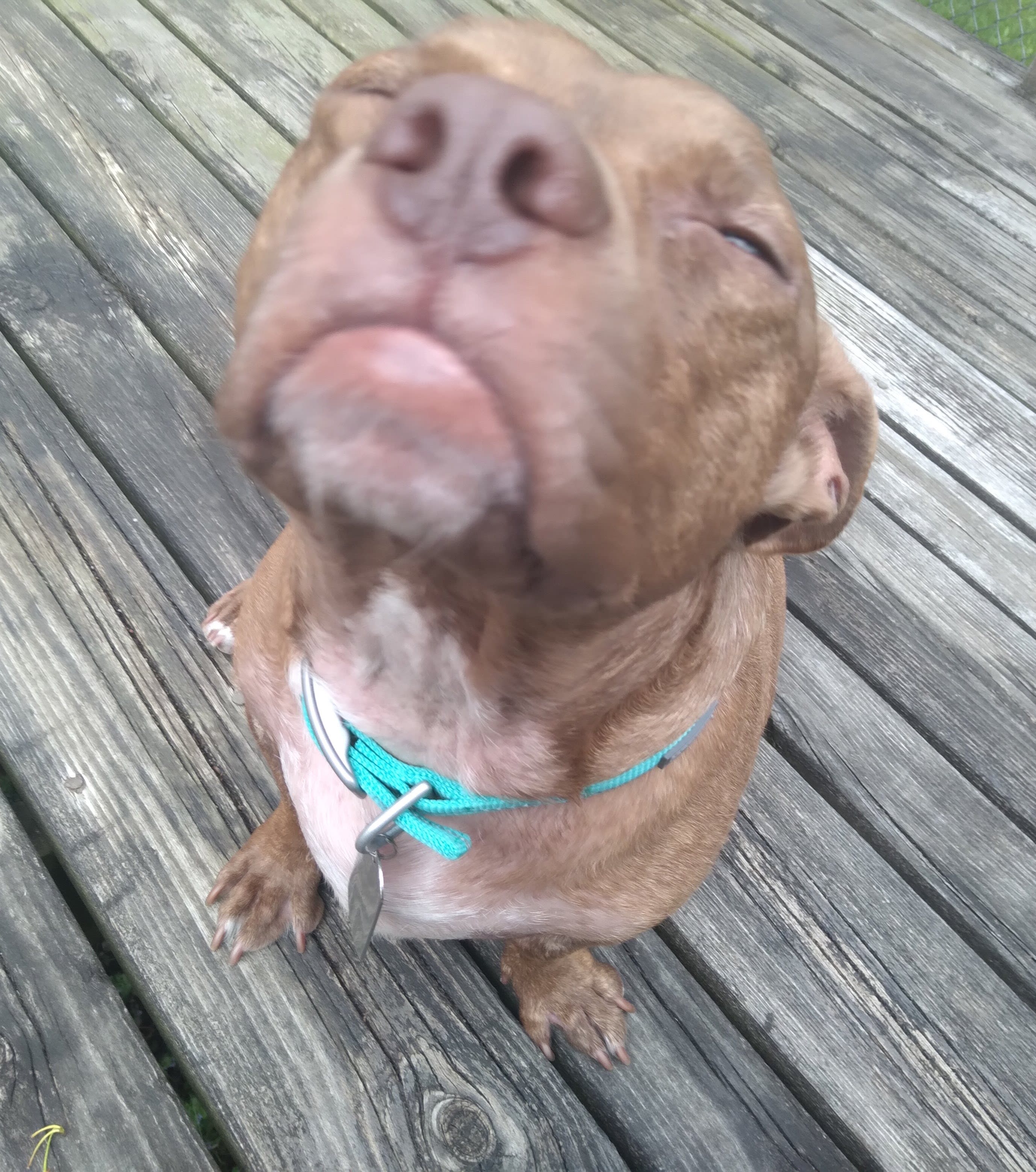 Moose Moose