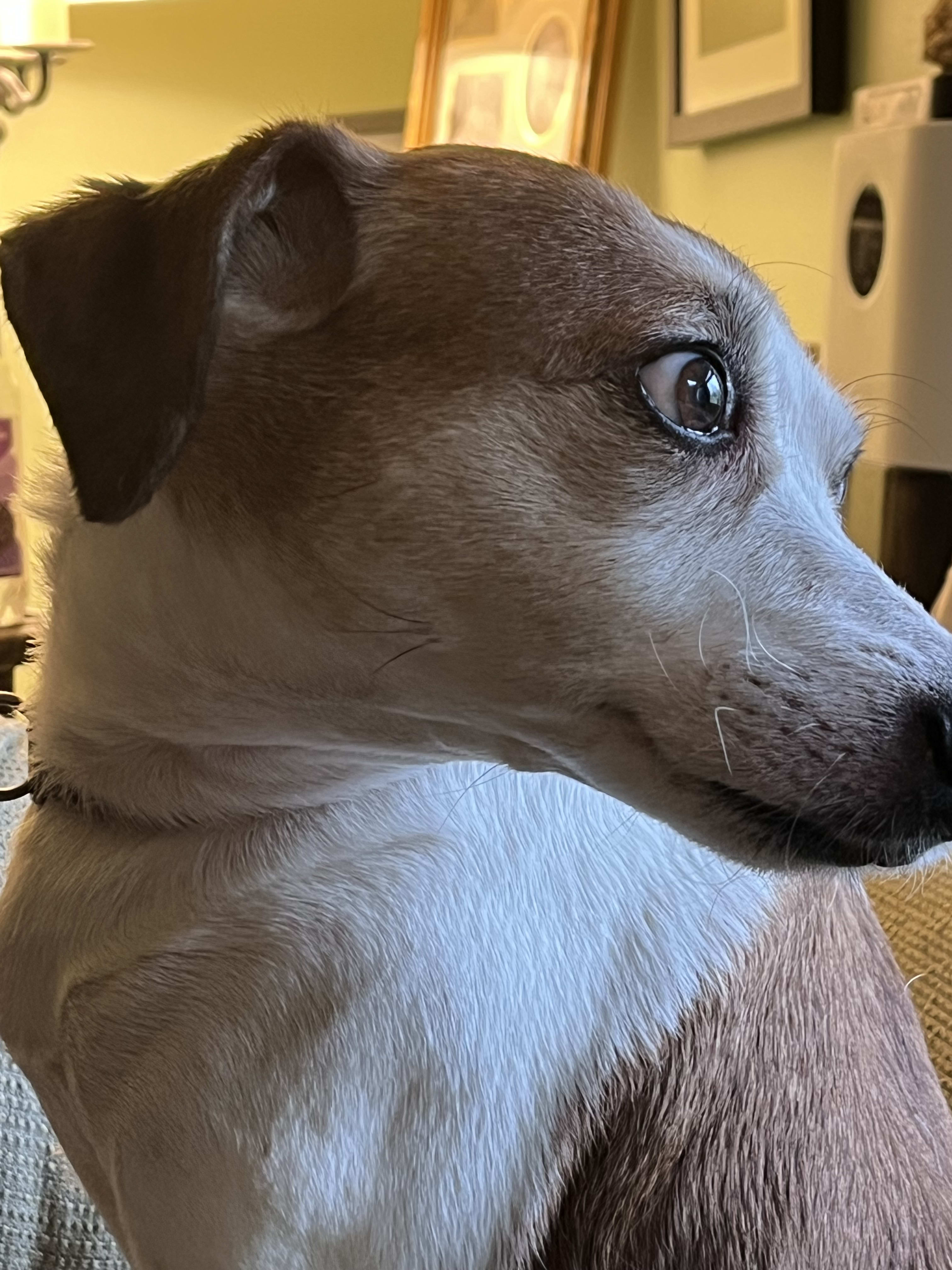 Casey