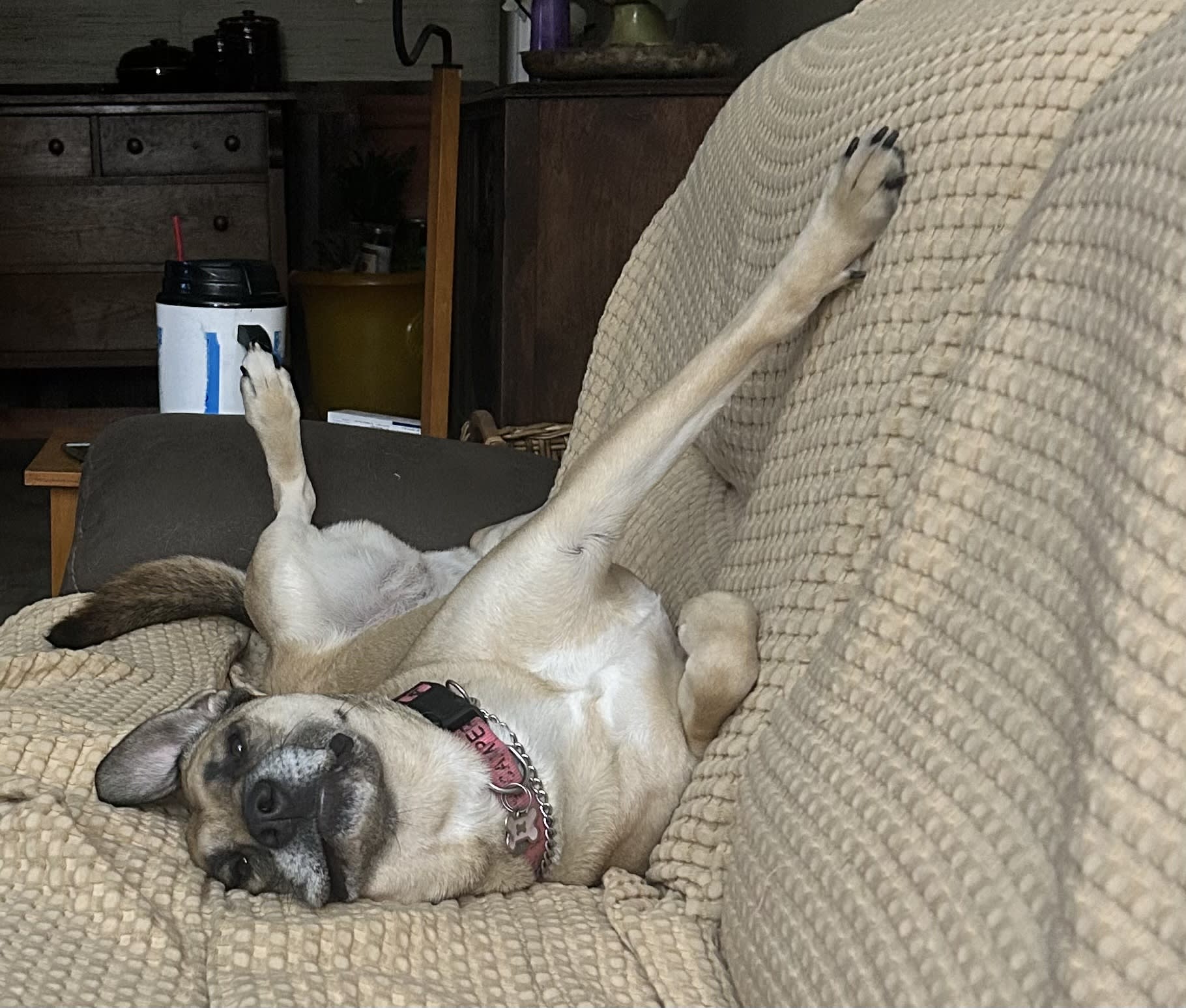 Duke Daisy