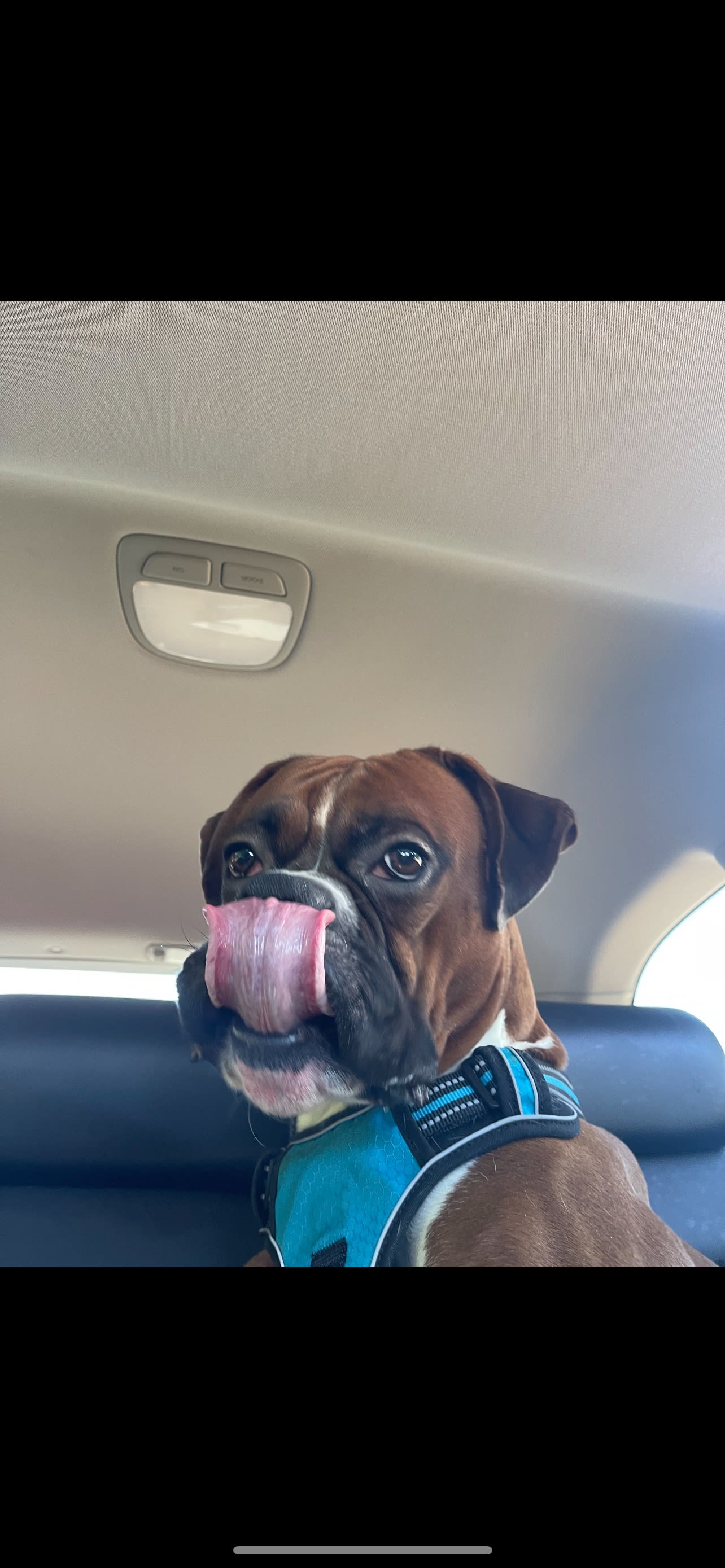 Bubba