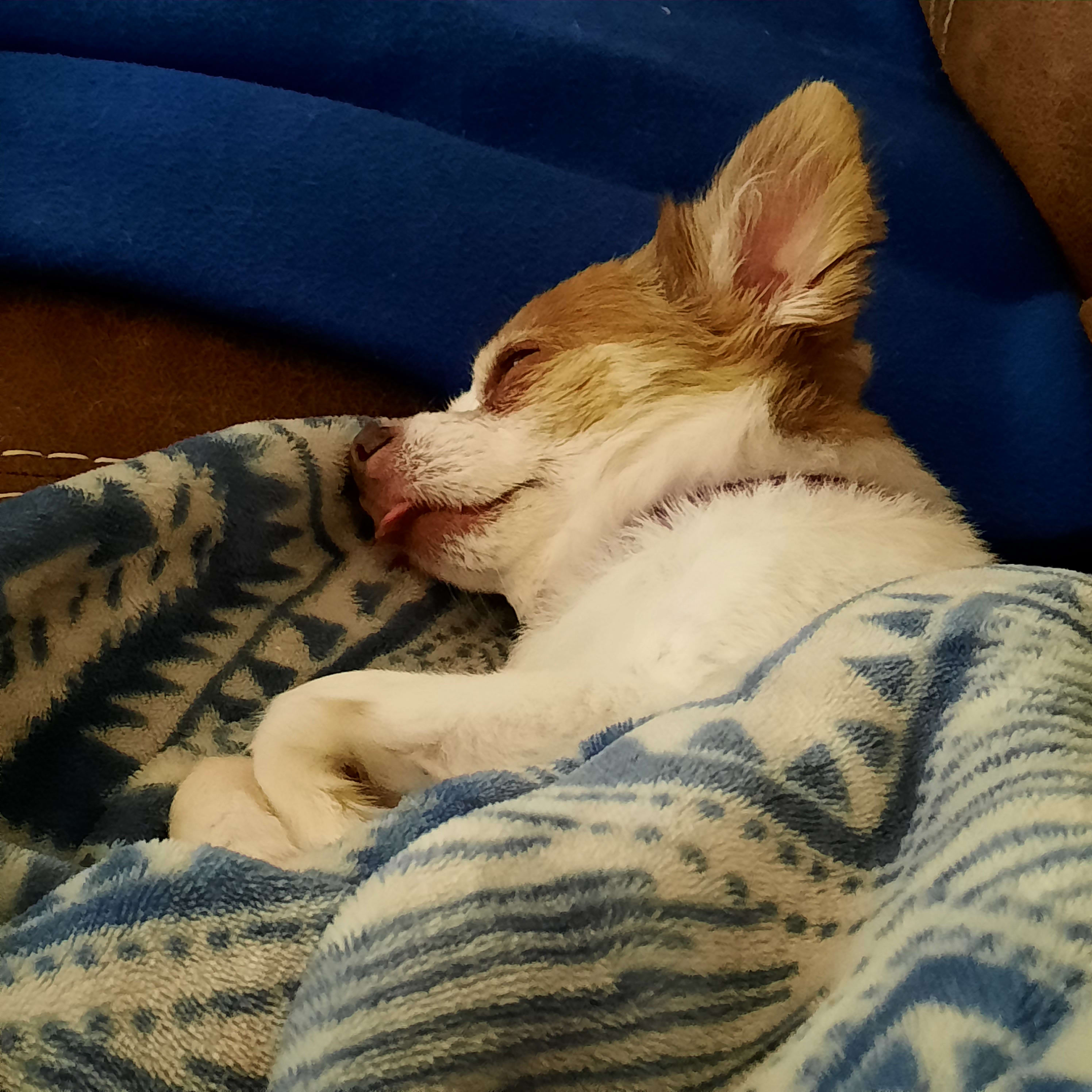 Sasha Sasha