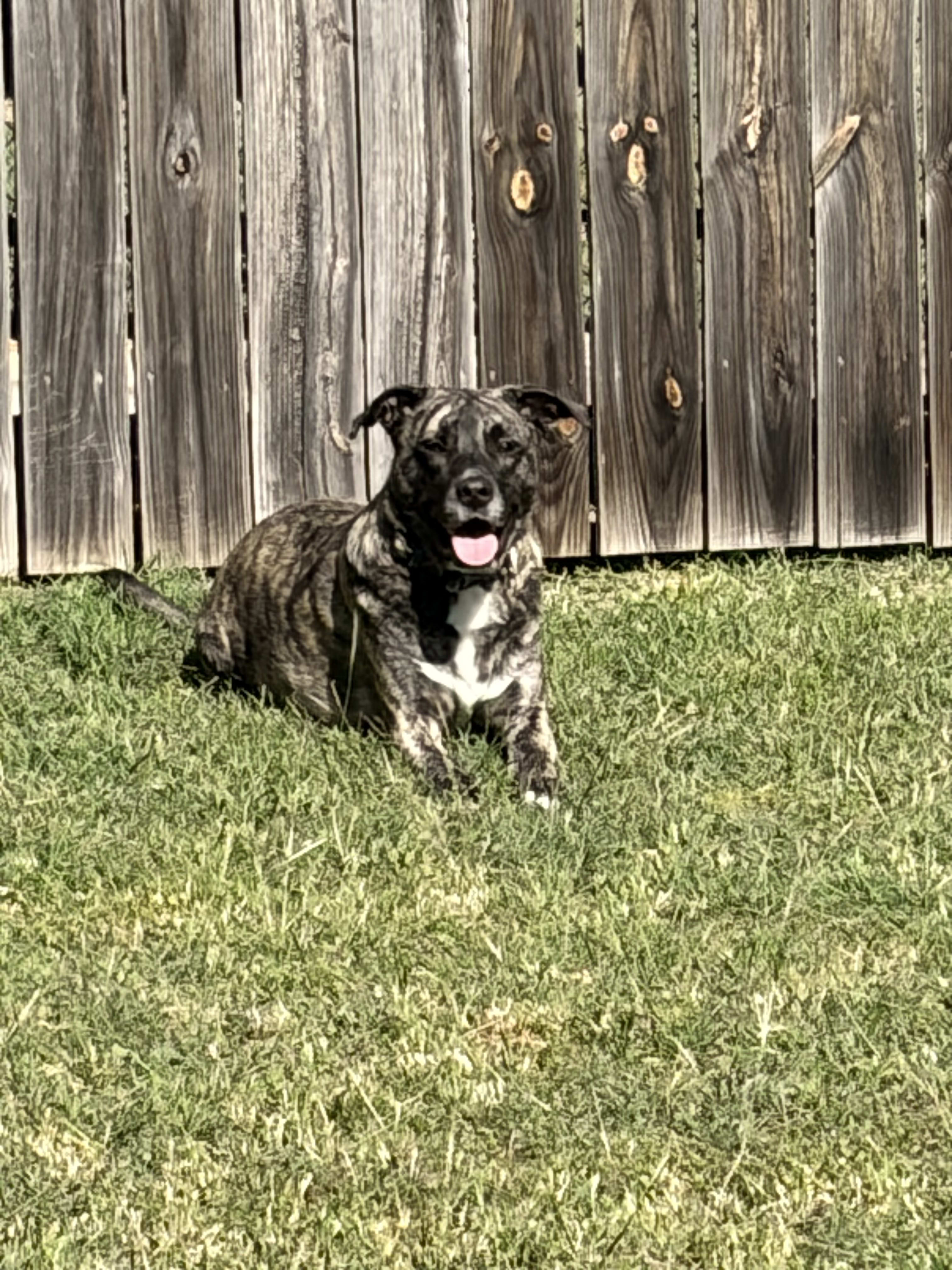 Bert