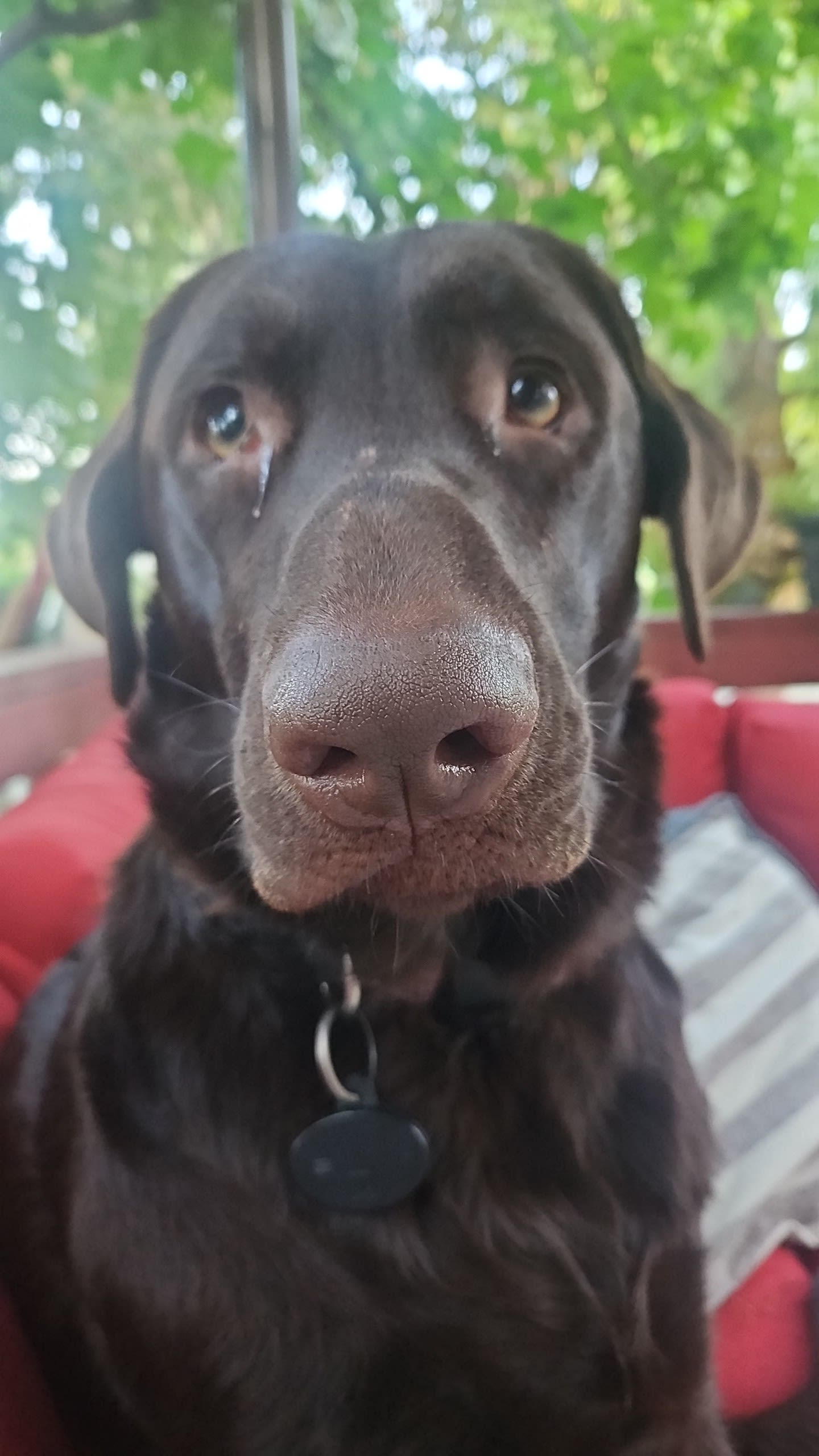 Oliver