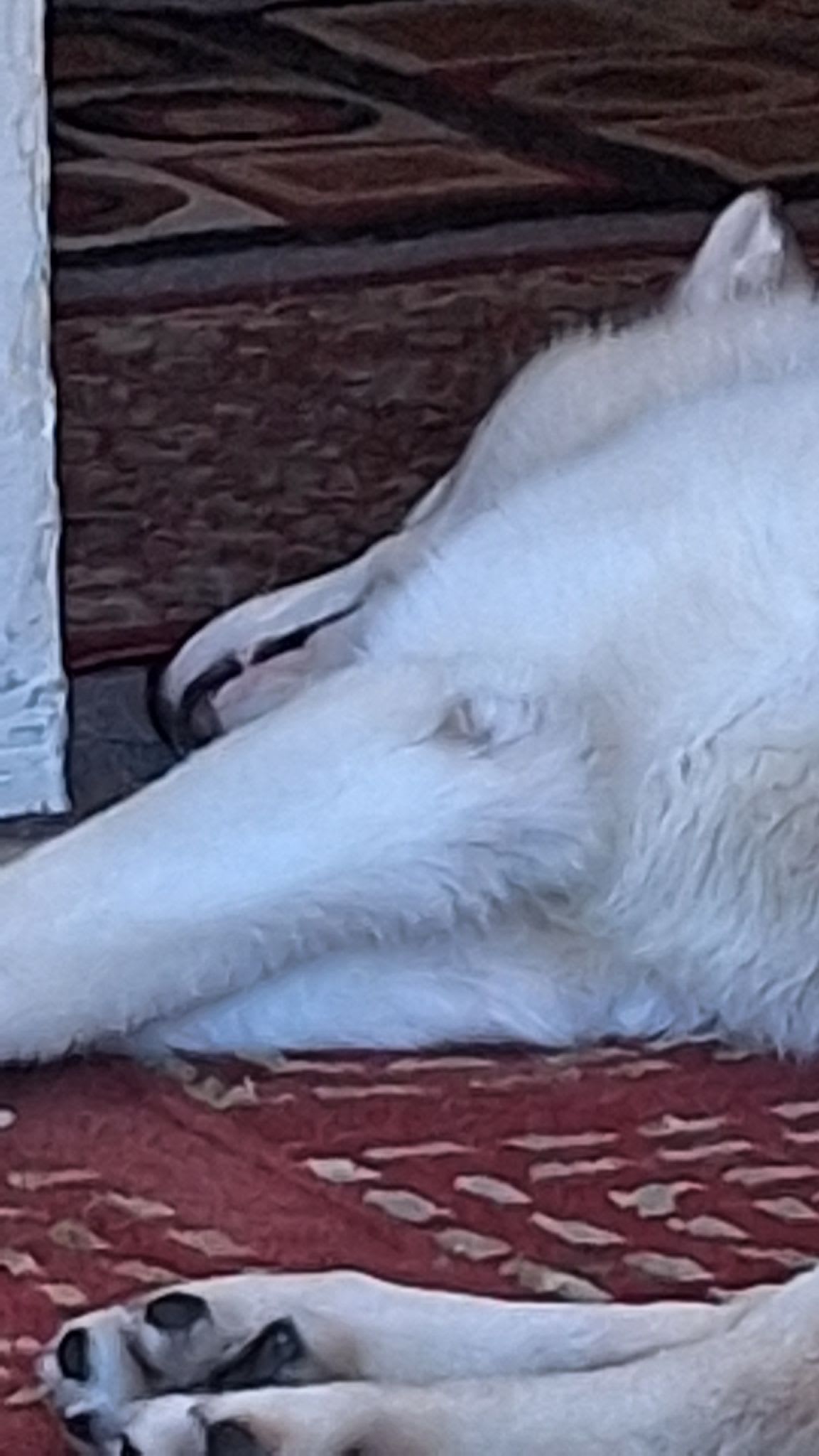 Palomino Palomino