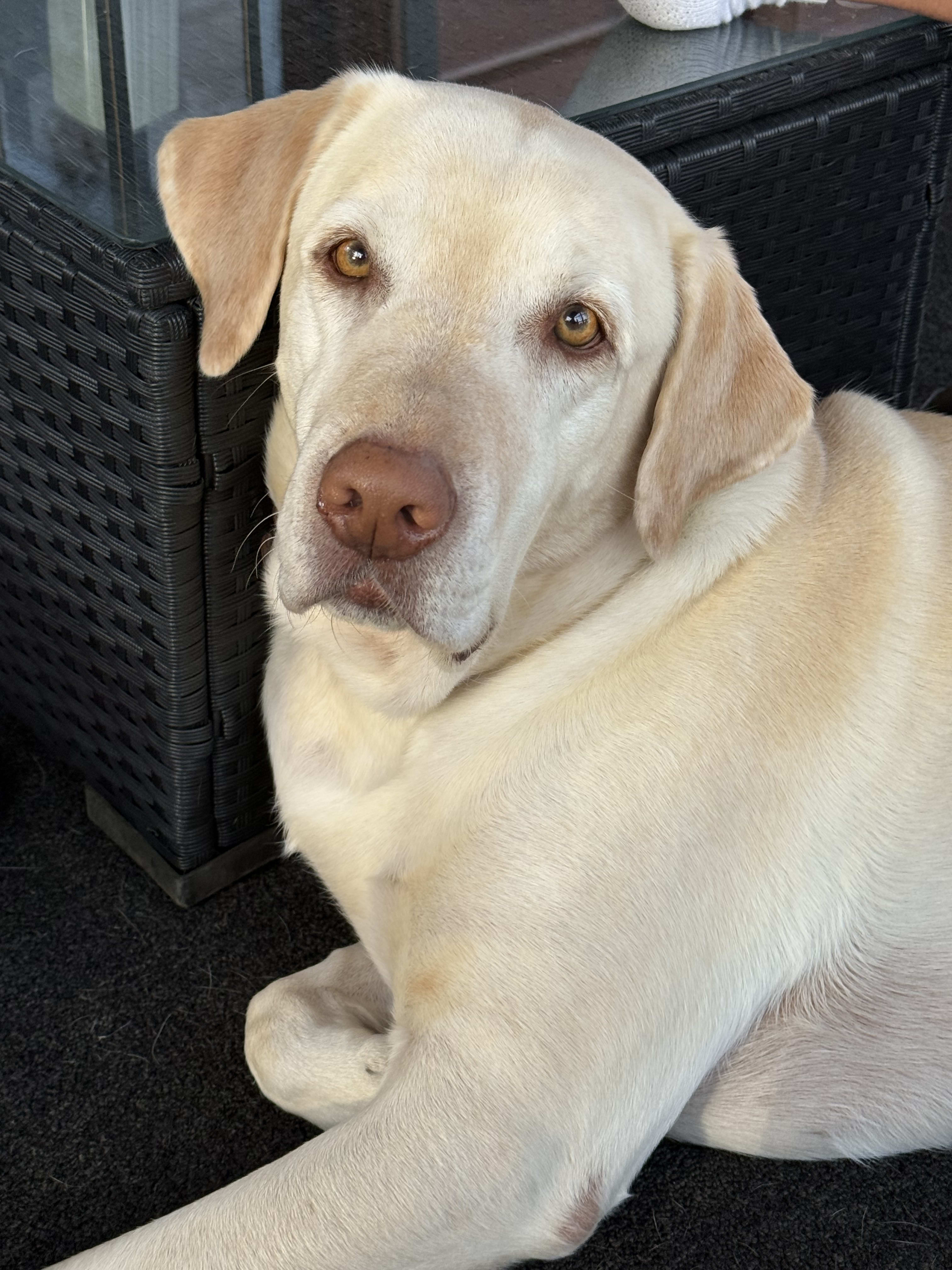 Odie
