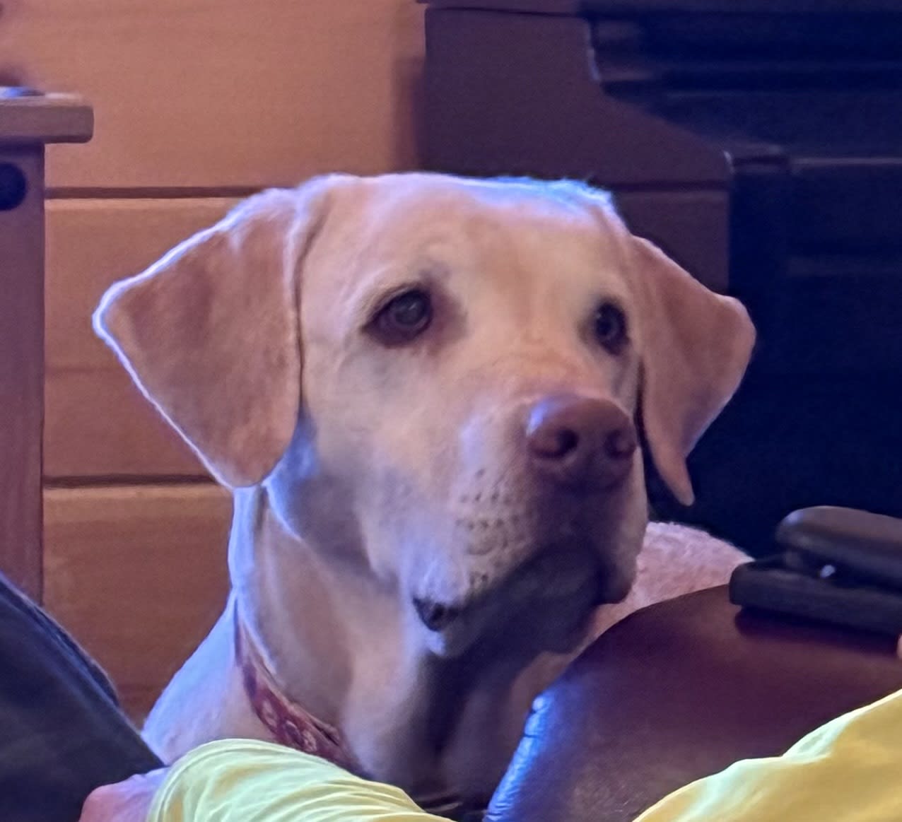 Odie