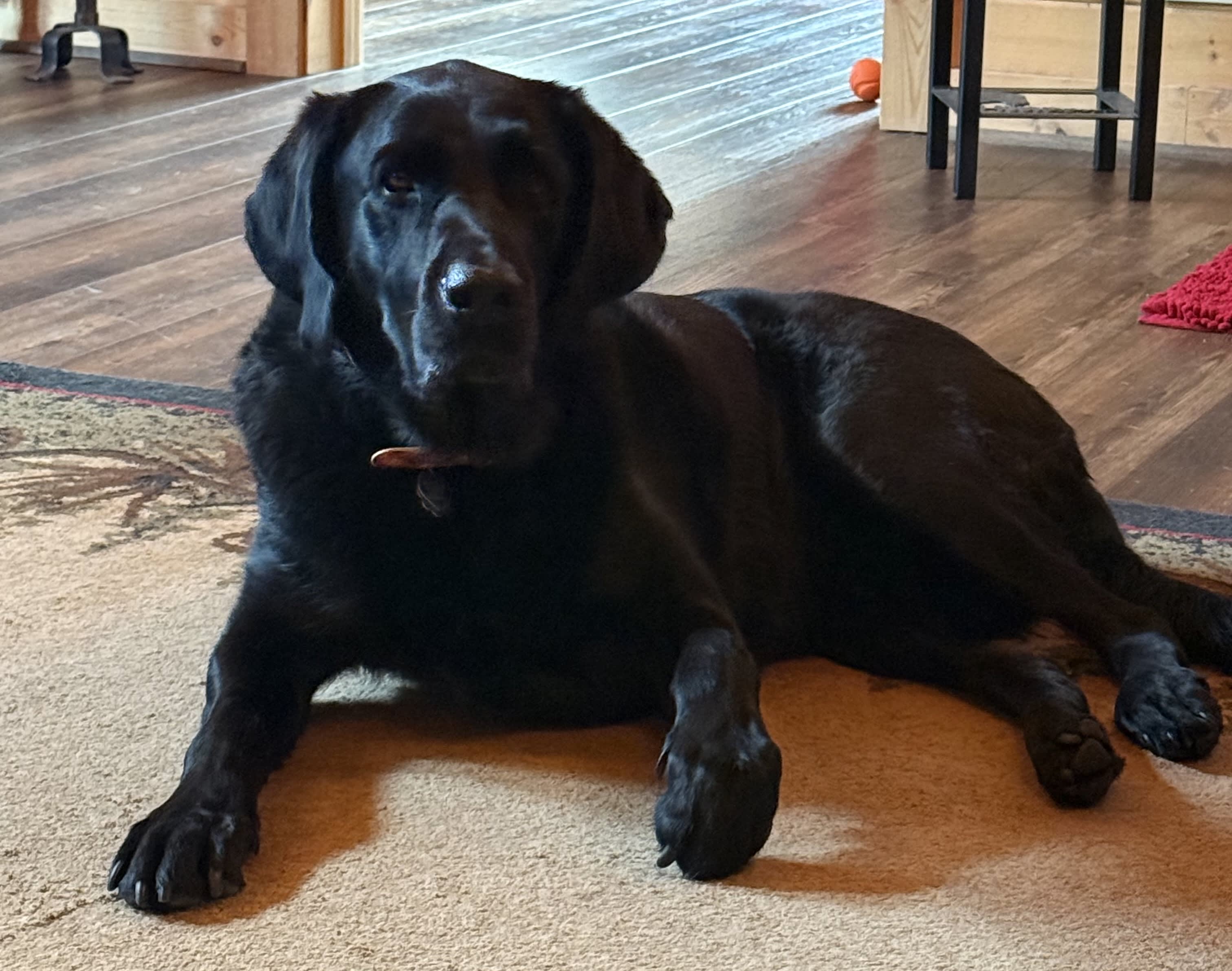 Odie