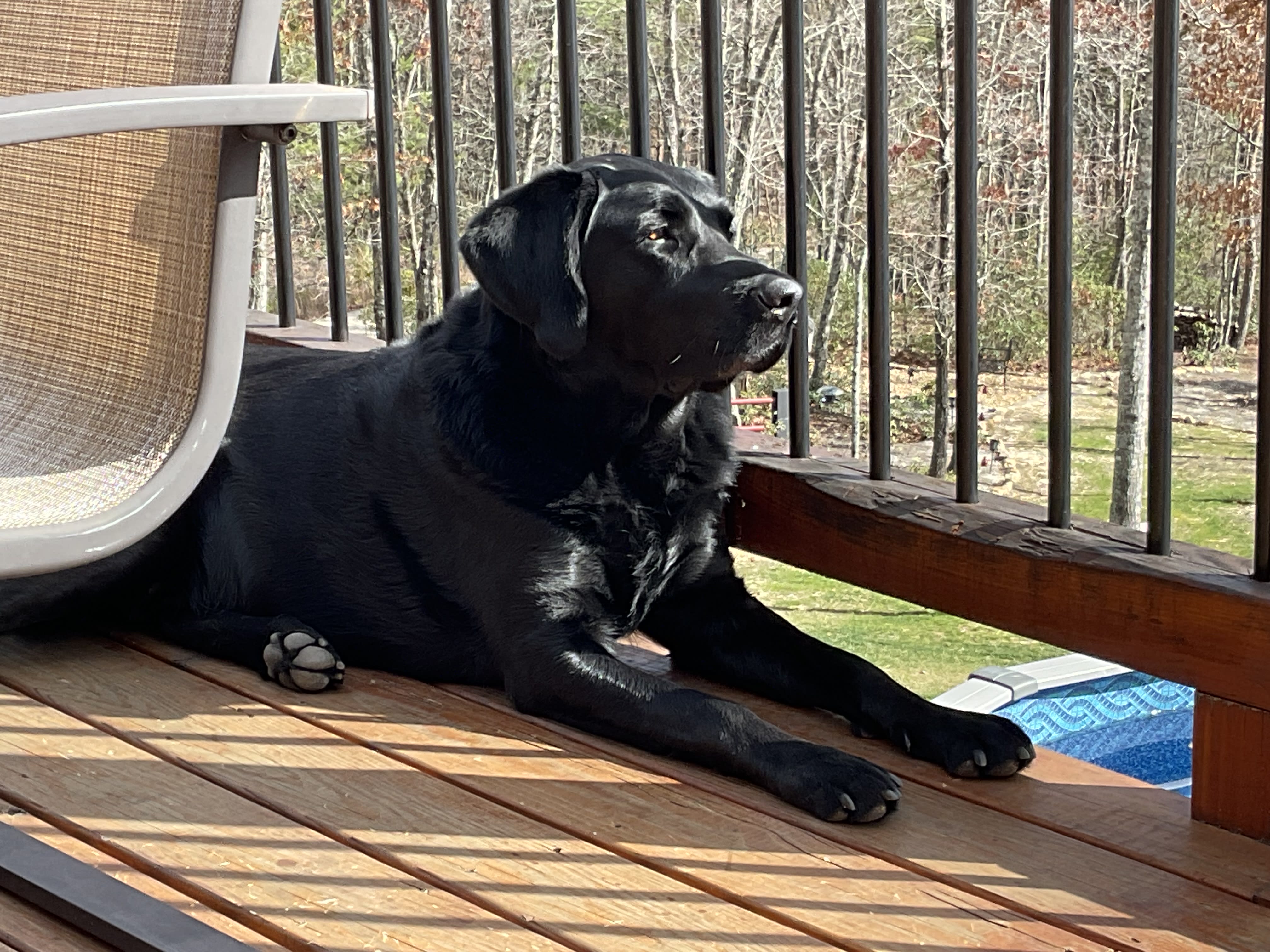 Odie