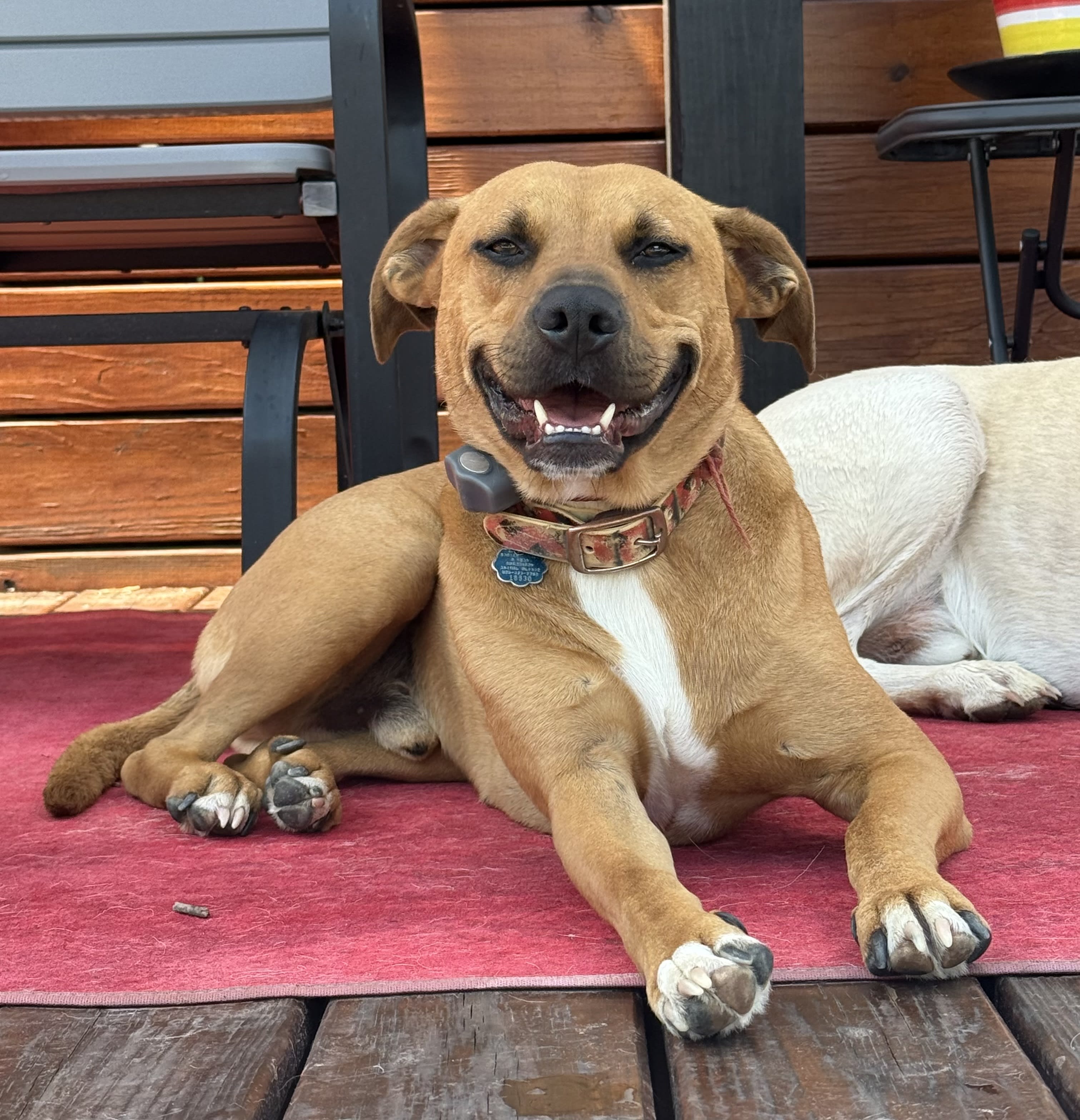 Odie