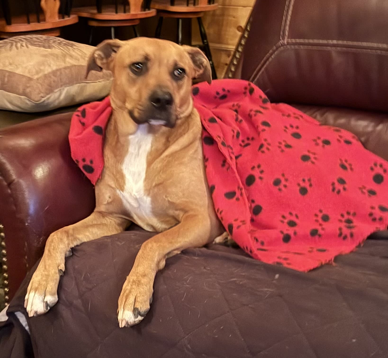 Odie