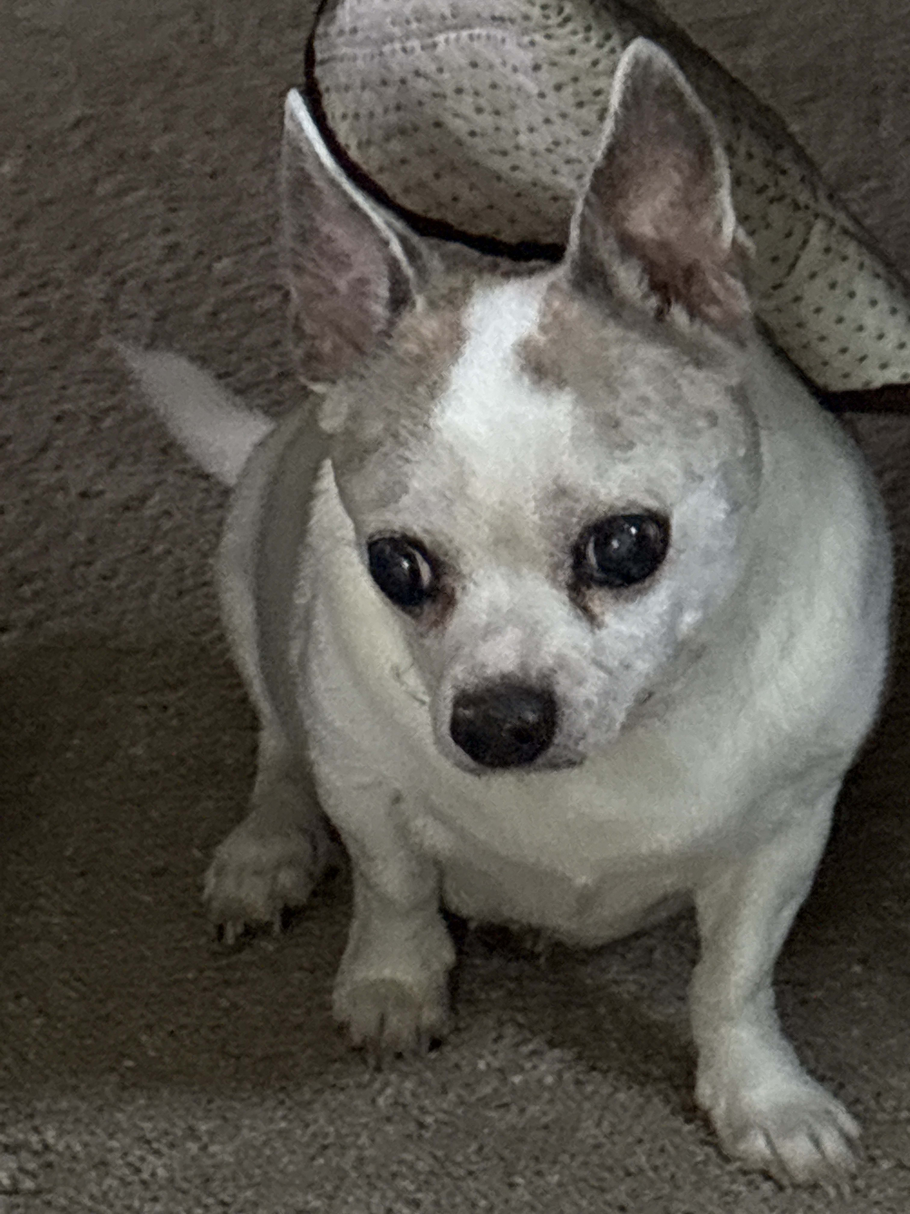 Penny
