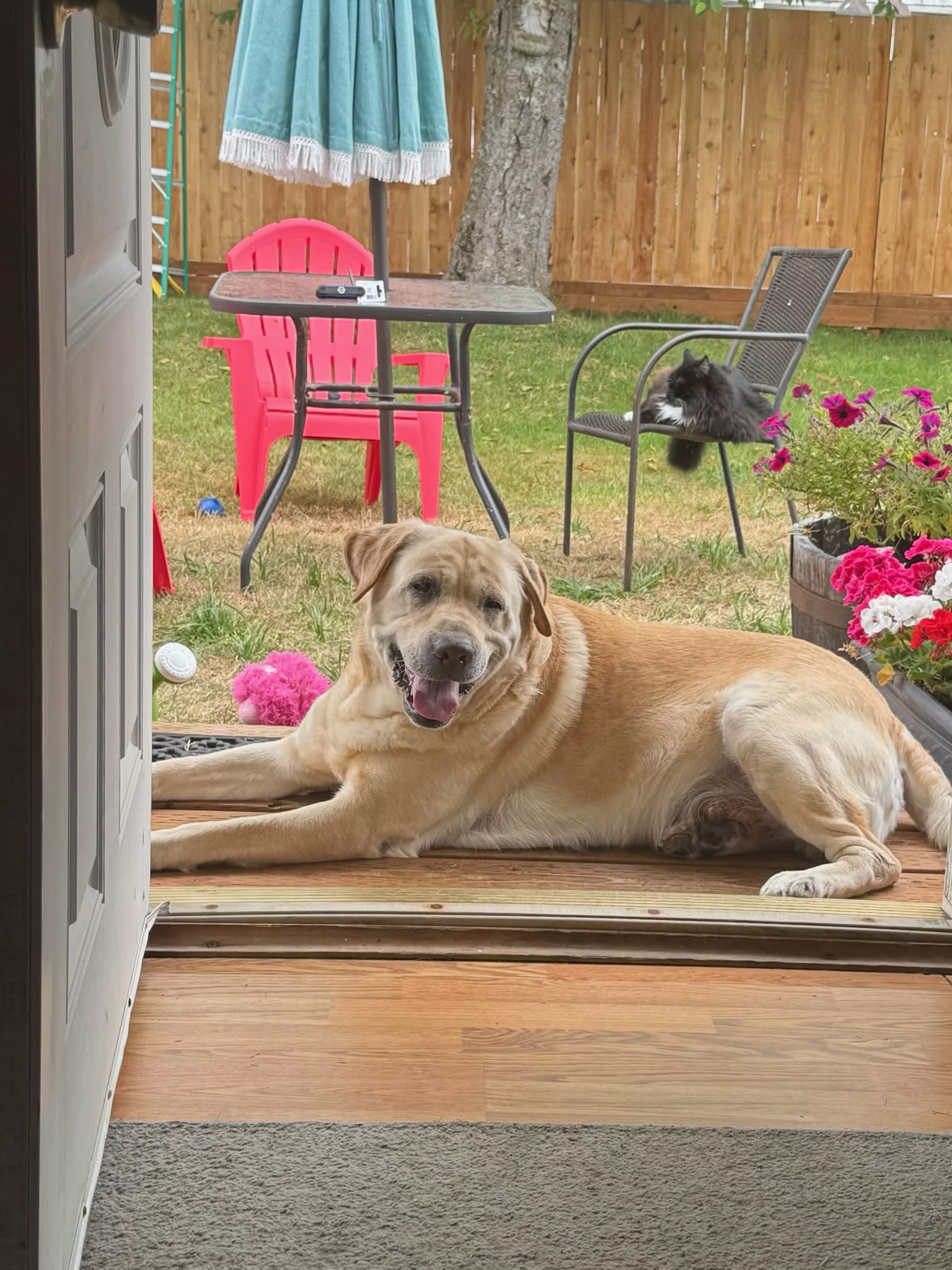 Brutus